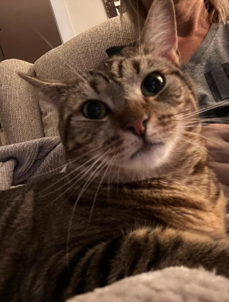 Enlarge Quinn, a Adoptable Tabby in Skippack, PA image 2/2