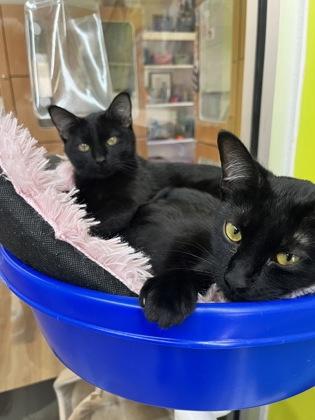 Enlarge Cecile (Pounce Cat Cafe), a Adoptable Domestic Short Hair in Savannah, GA image 1/2