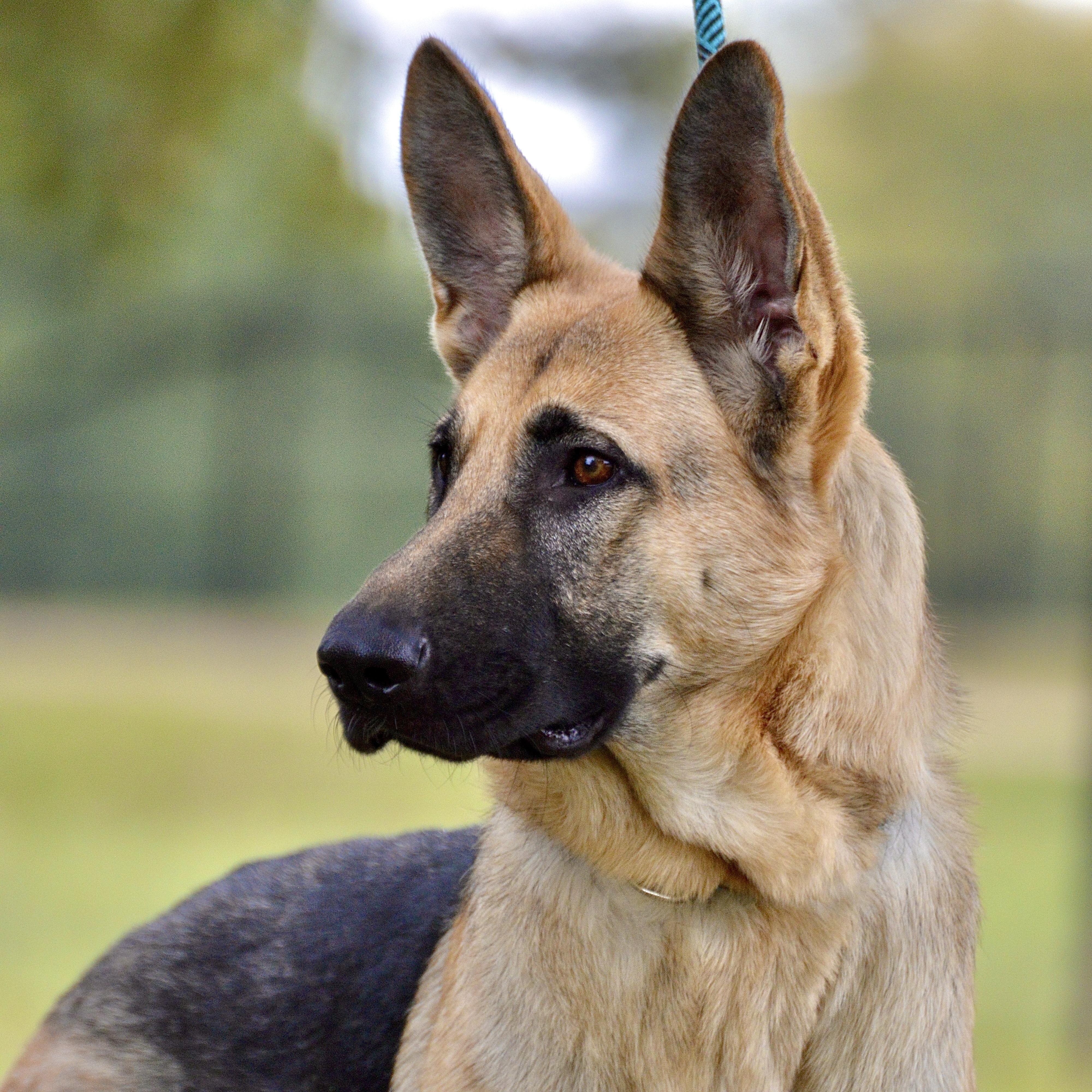 Gretchen, Adoptable, Adult Female German Shepherd Dog.