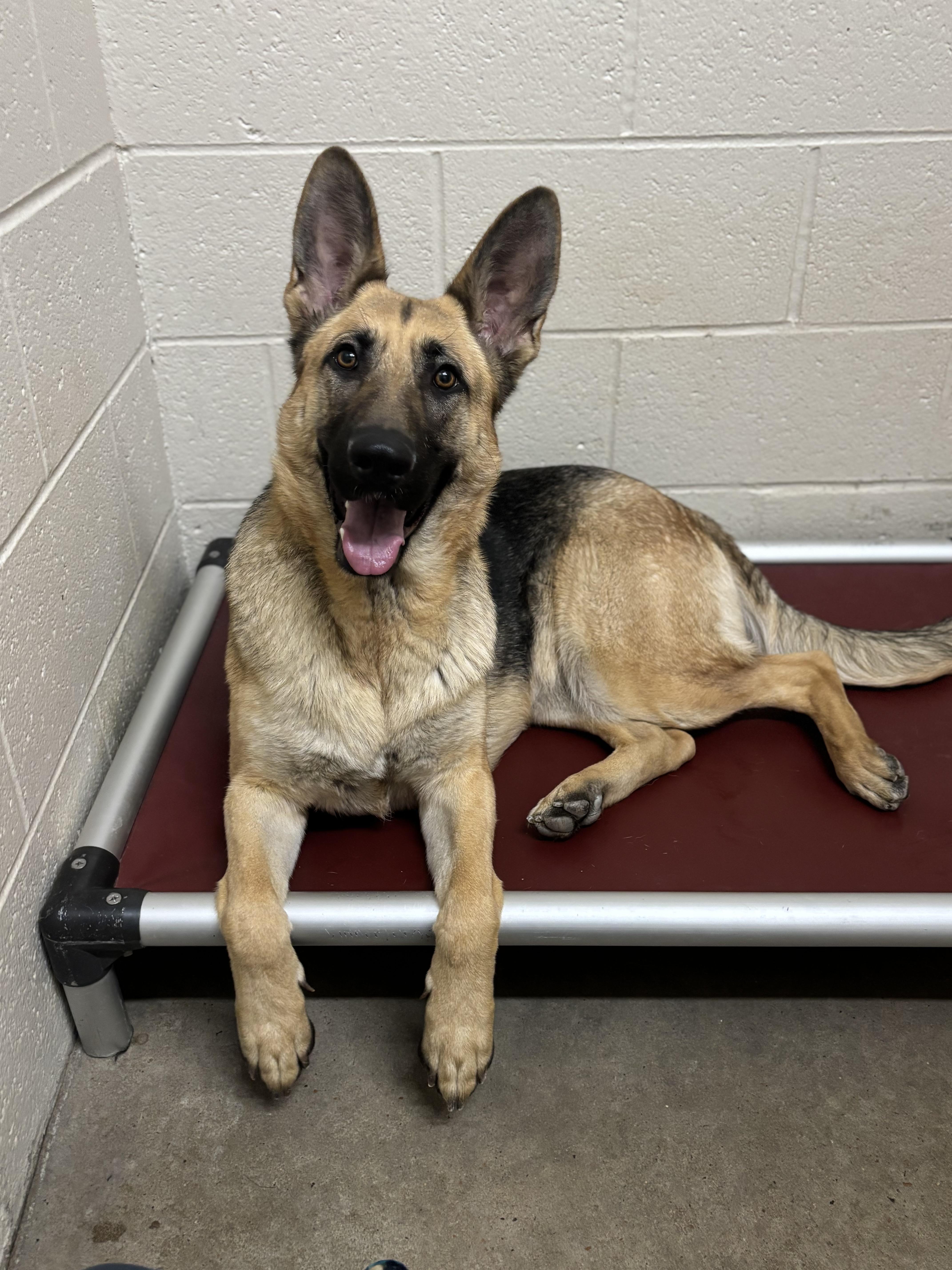 Enlarge Gretchen, a Adoptable German Shepherd Dog in Collierville, TN image 2/5