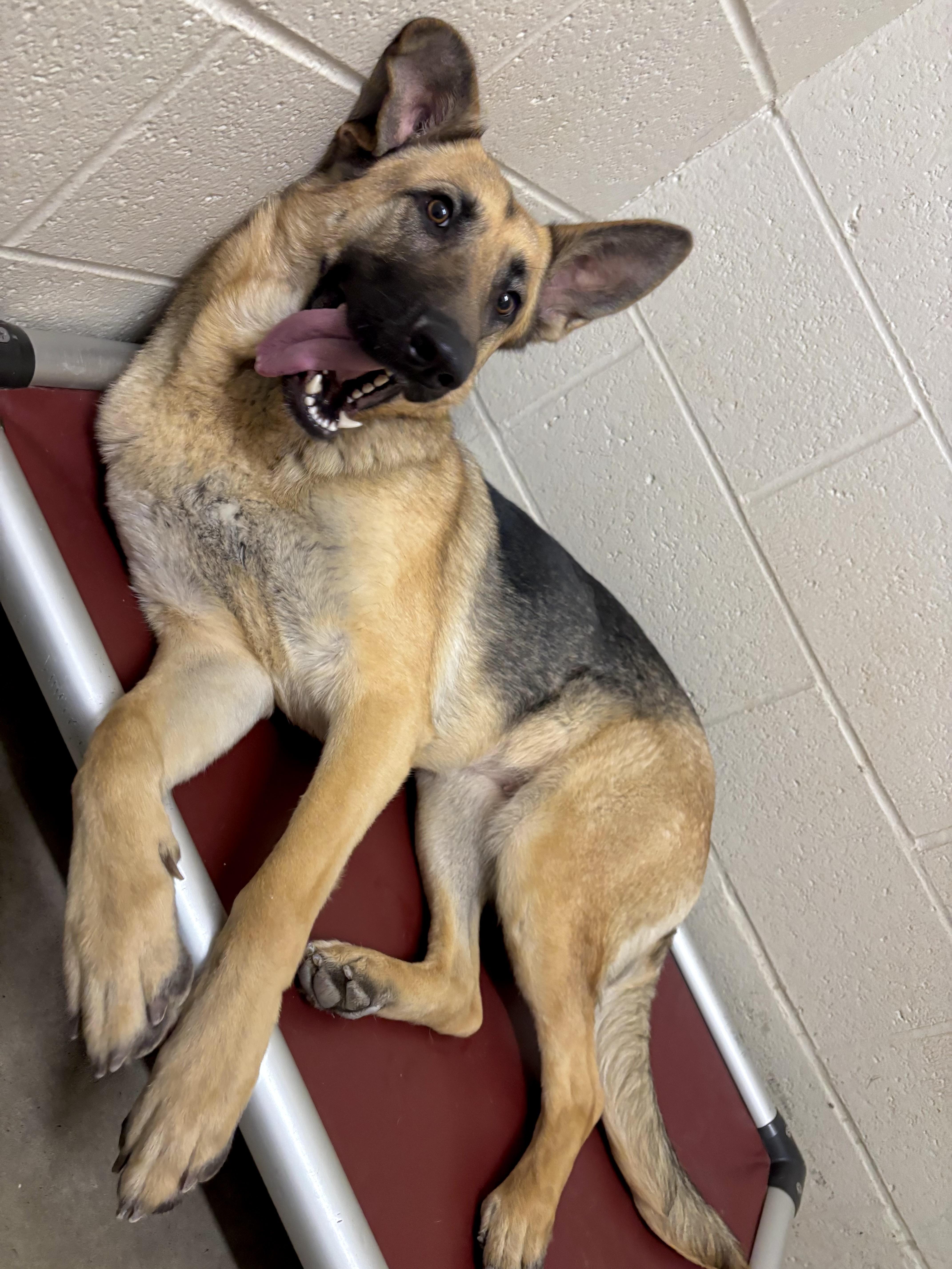 Enlarge Gretchen, a Adoptable German Shepherd Dog in Collierville, TN image 3/5