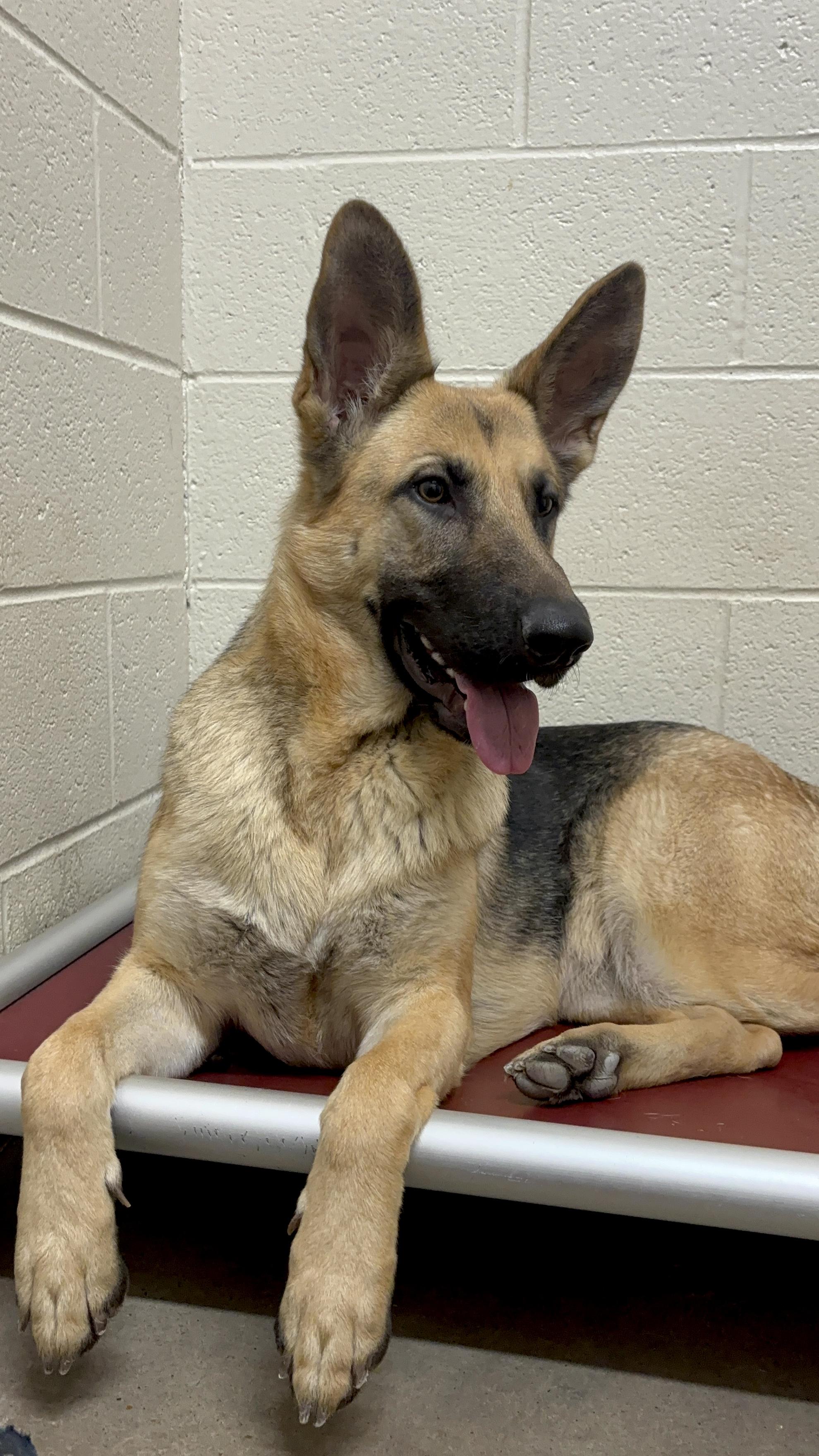 Gretchen, Adoptable, Adult Female German Shepherd Dog.