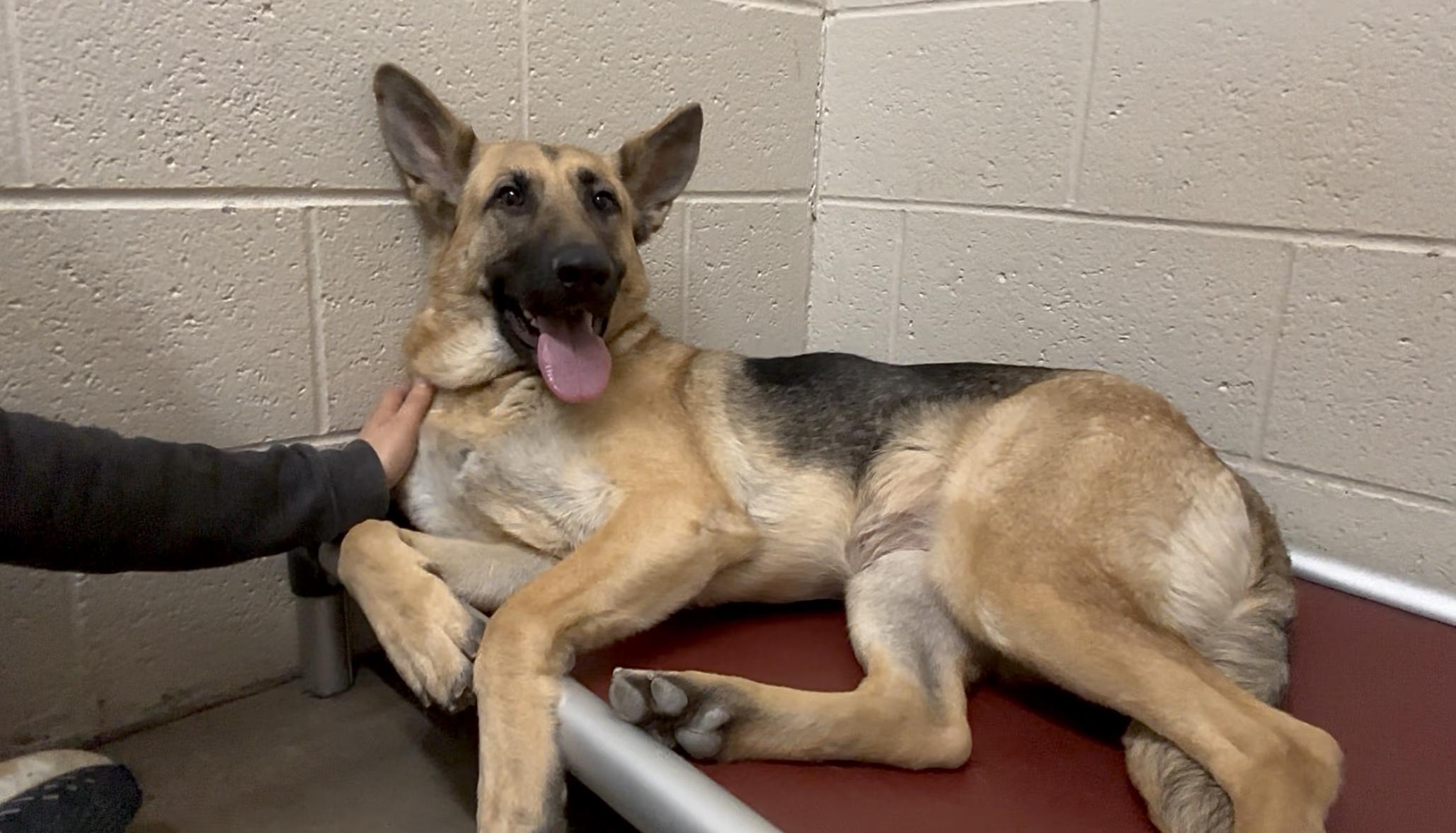 Enlarge Gretchen, a Adoptable German Shepherd Dog in Collierville, TN image 5/5