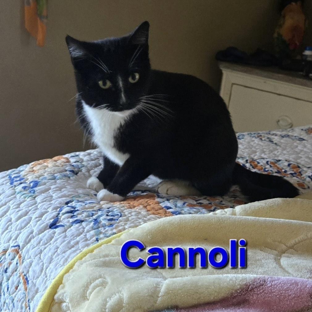 Enlarge Cannoli, an adopted Domestic Short Hair in Bentonville, AR image 1/1