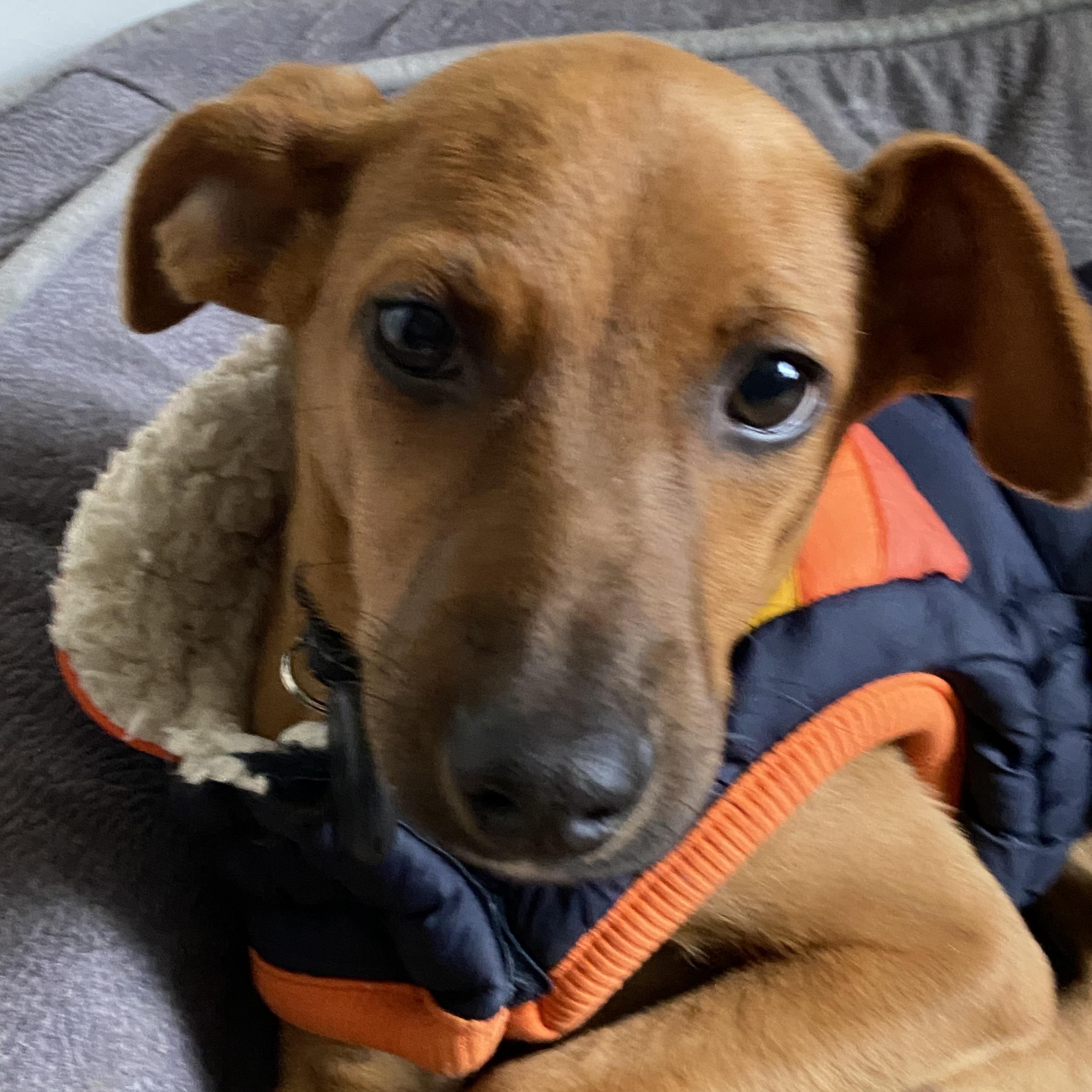 HOLLY - 5mths, a Adoptable mixed breed in North York, ON image 2/5