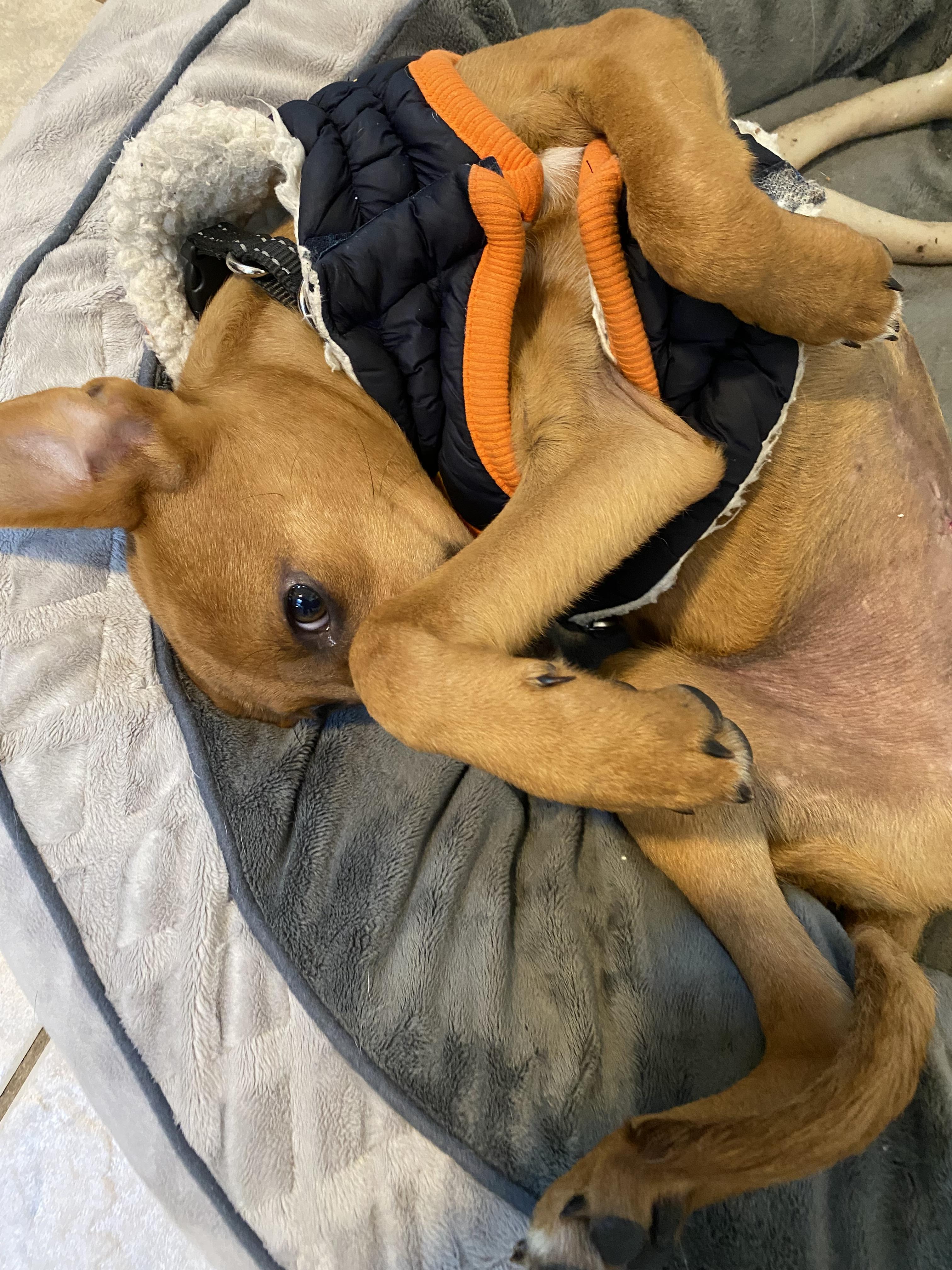 HOLLY - 5mths, a Adoptable mixed breed in North York, ON image 3/5