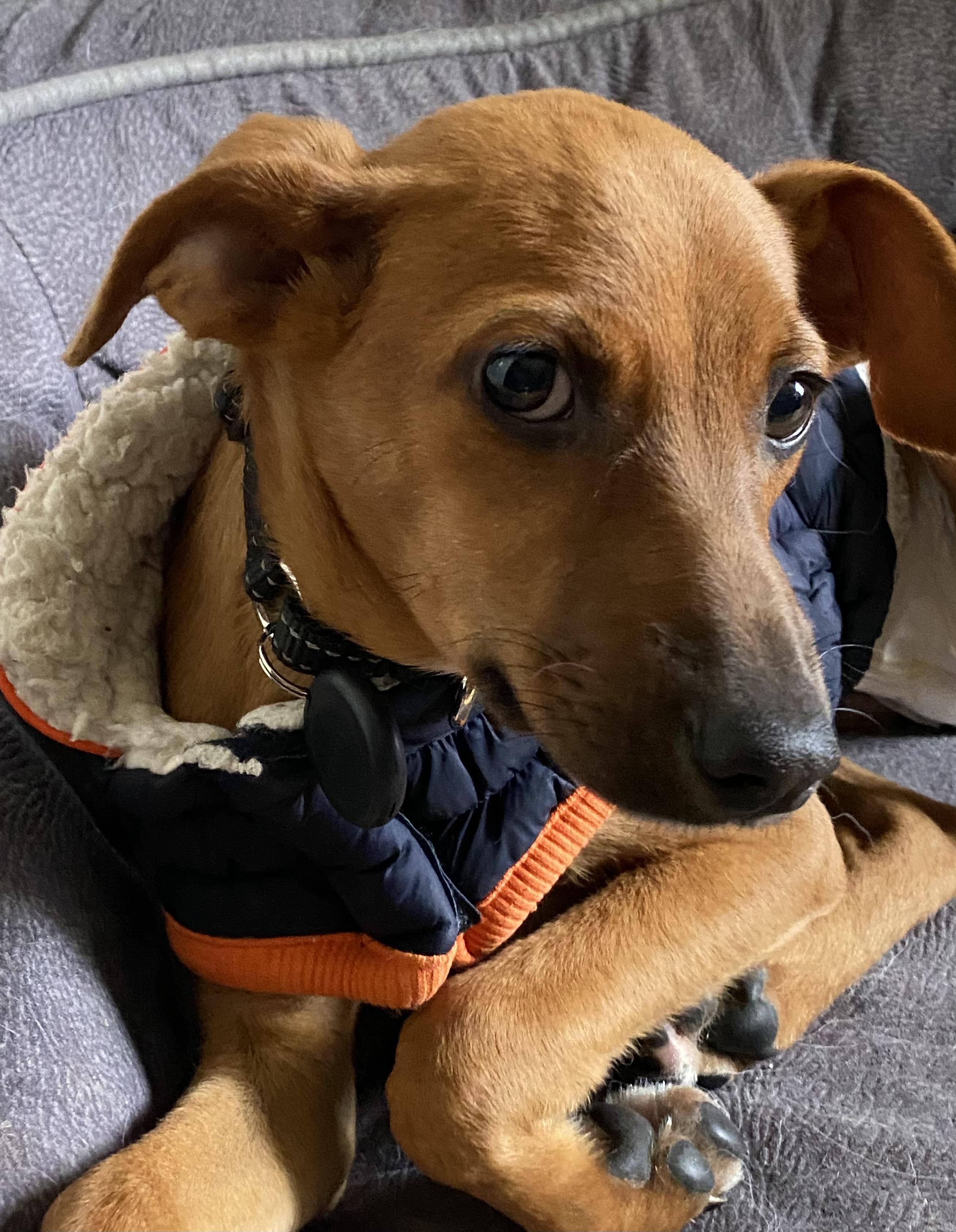 HOLLY - 5mths, a Adoptable mixed breed in North York, ON image 4/5