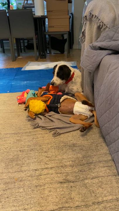 Enlarge HOLLY - 5mths, a Adoptable mixed breed in North York, ON video 5/5