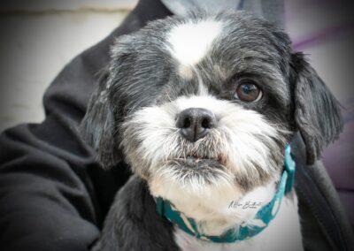 Violet, Adoptable, Senior Female Shih Tzu.