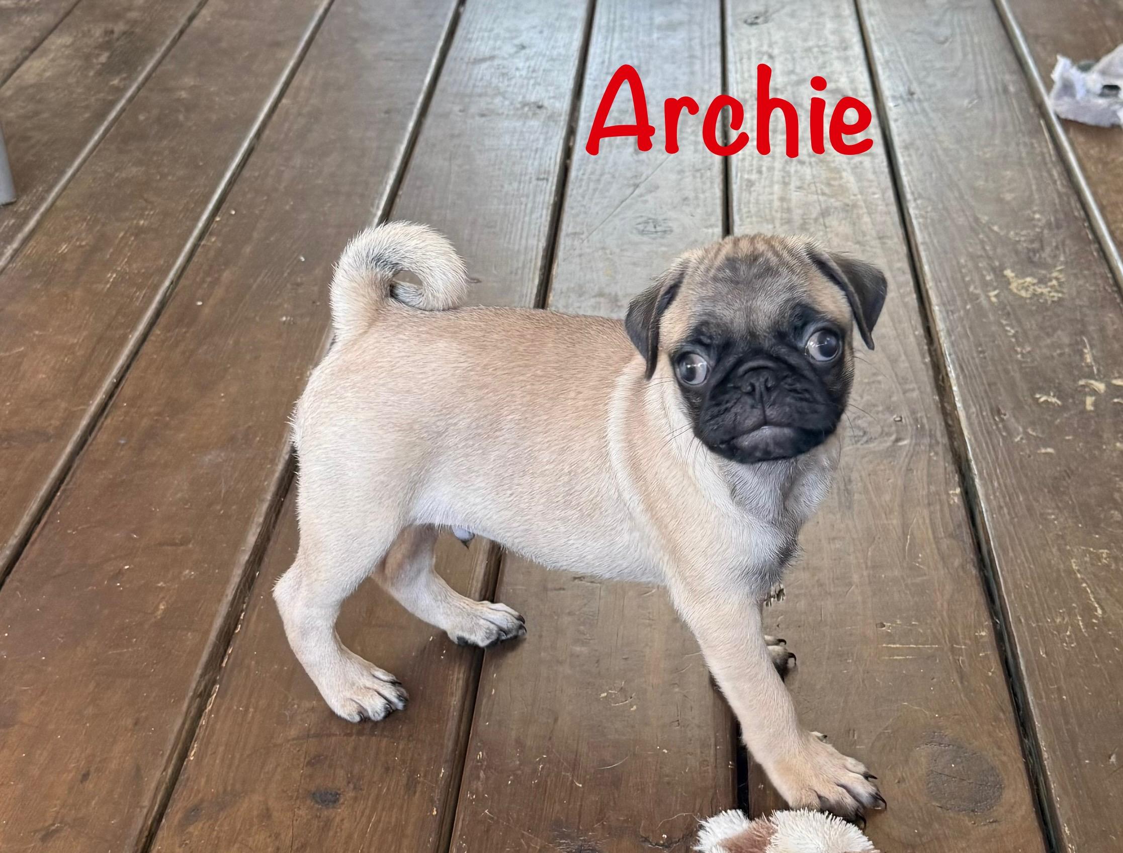 Archie