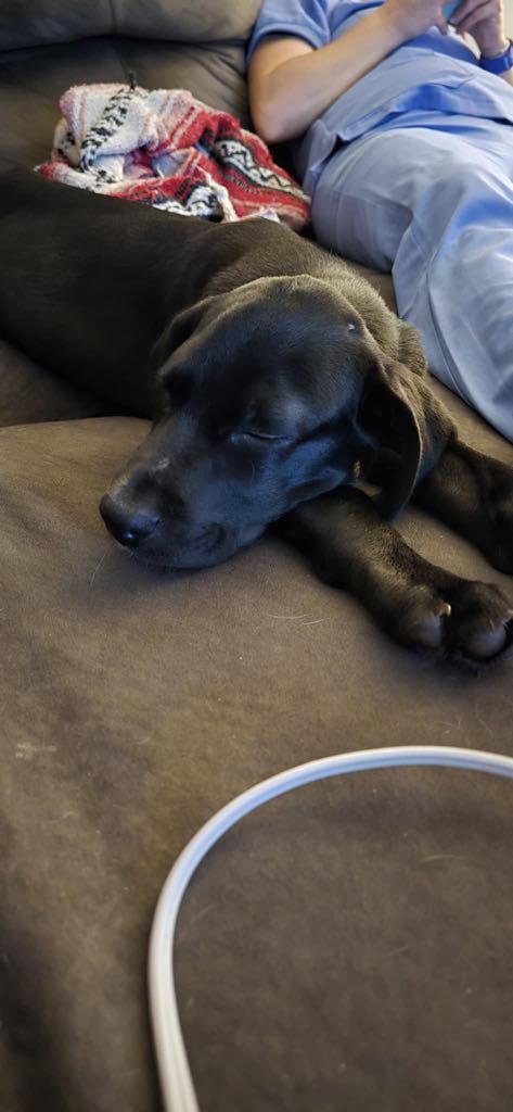 Rex photo 5