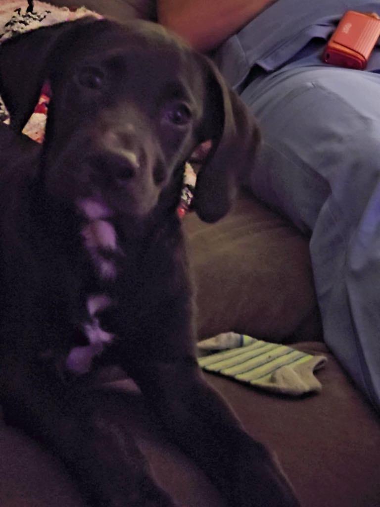 Rex photo 6