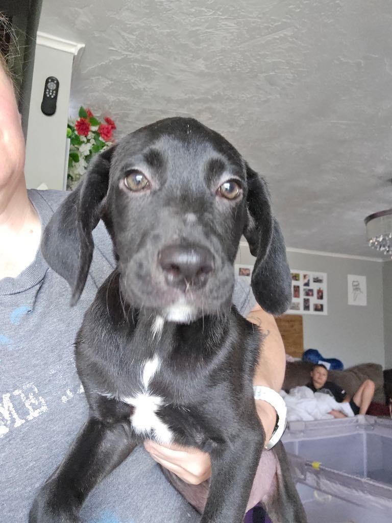 Rex photo 3