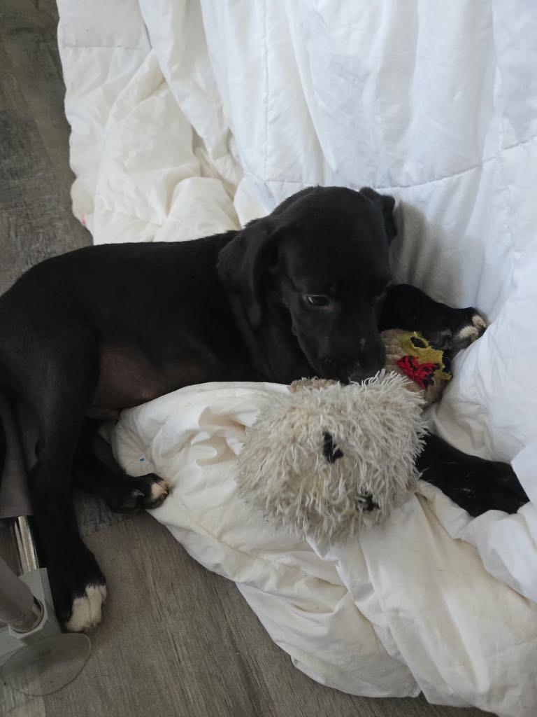 Rex photo 4