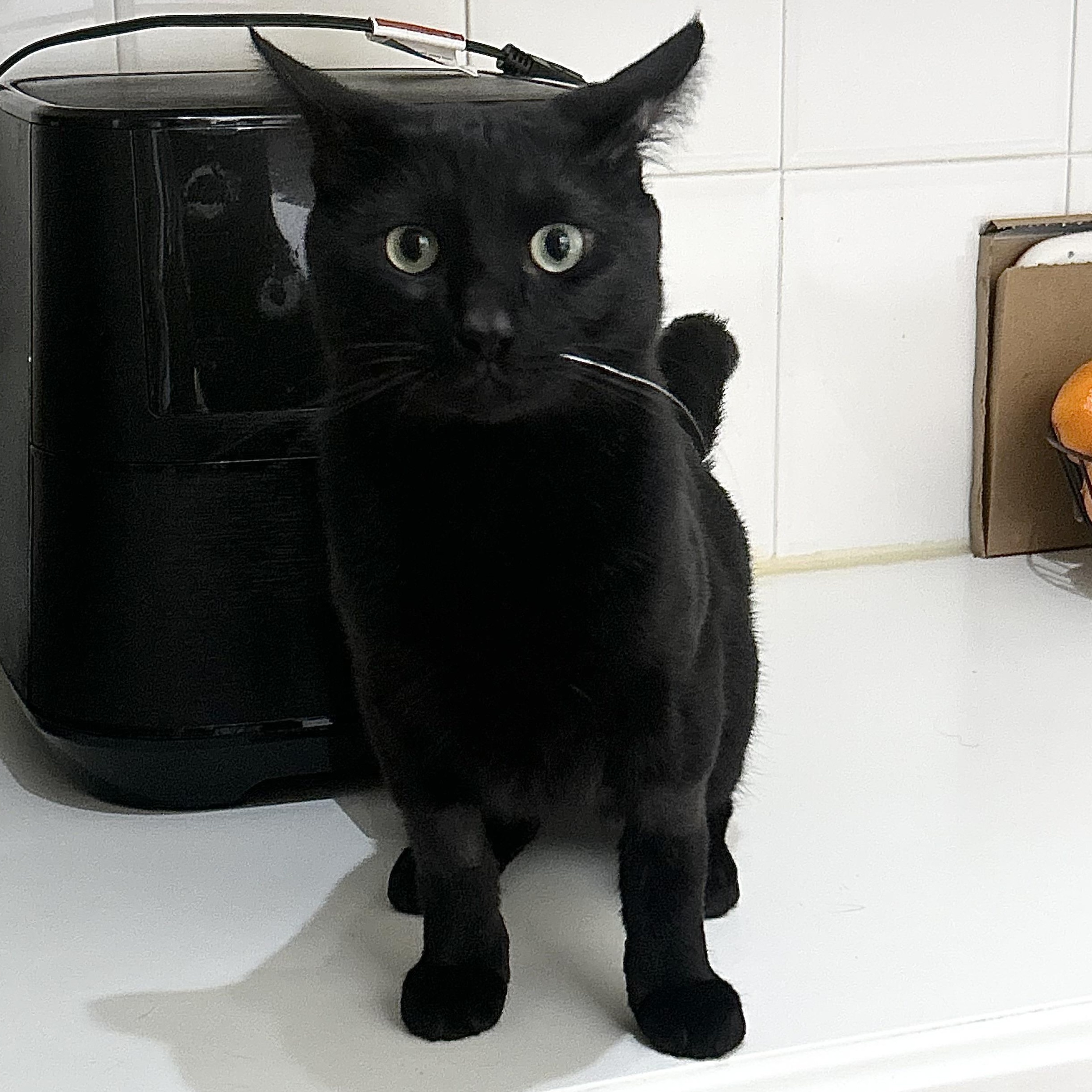 Charlie, Adoptable, Young Male Domestic Short Hair.