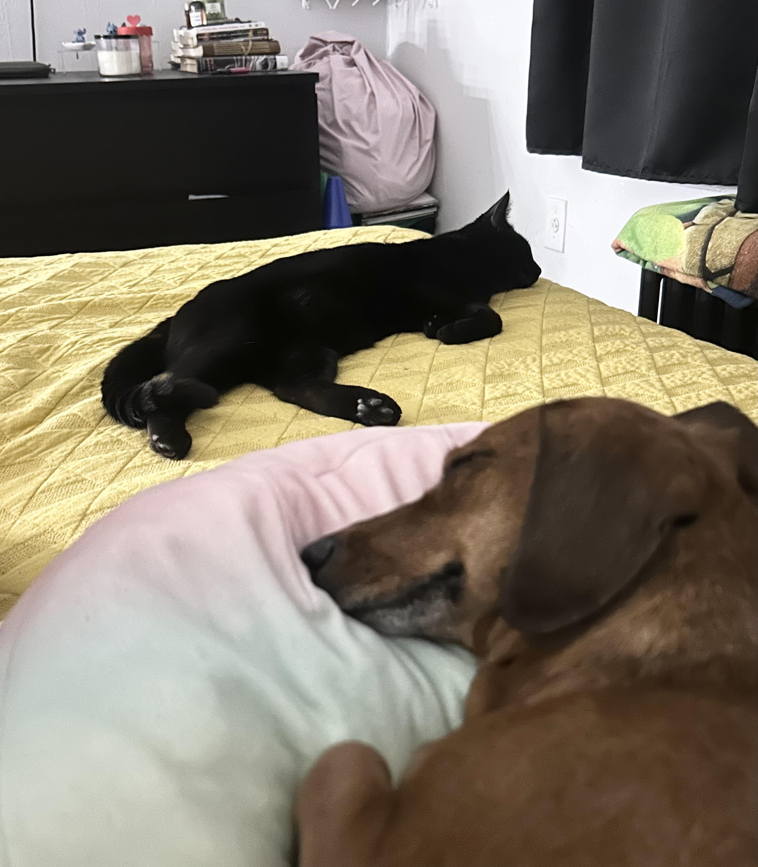 Charlie, a Adoptable Domestic Short Hair in New York, NY image 2/6