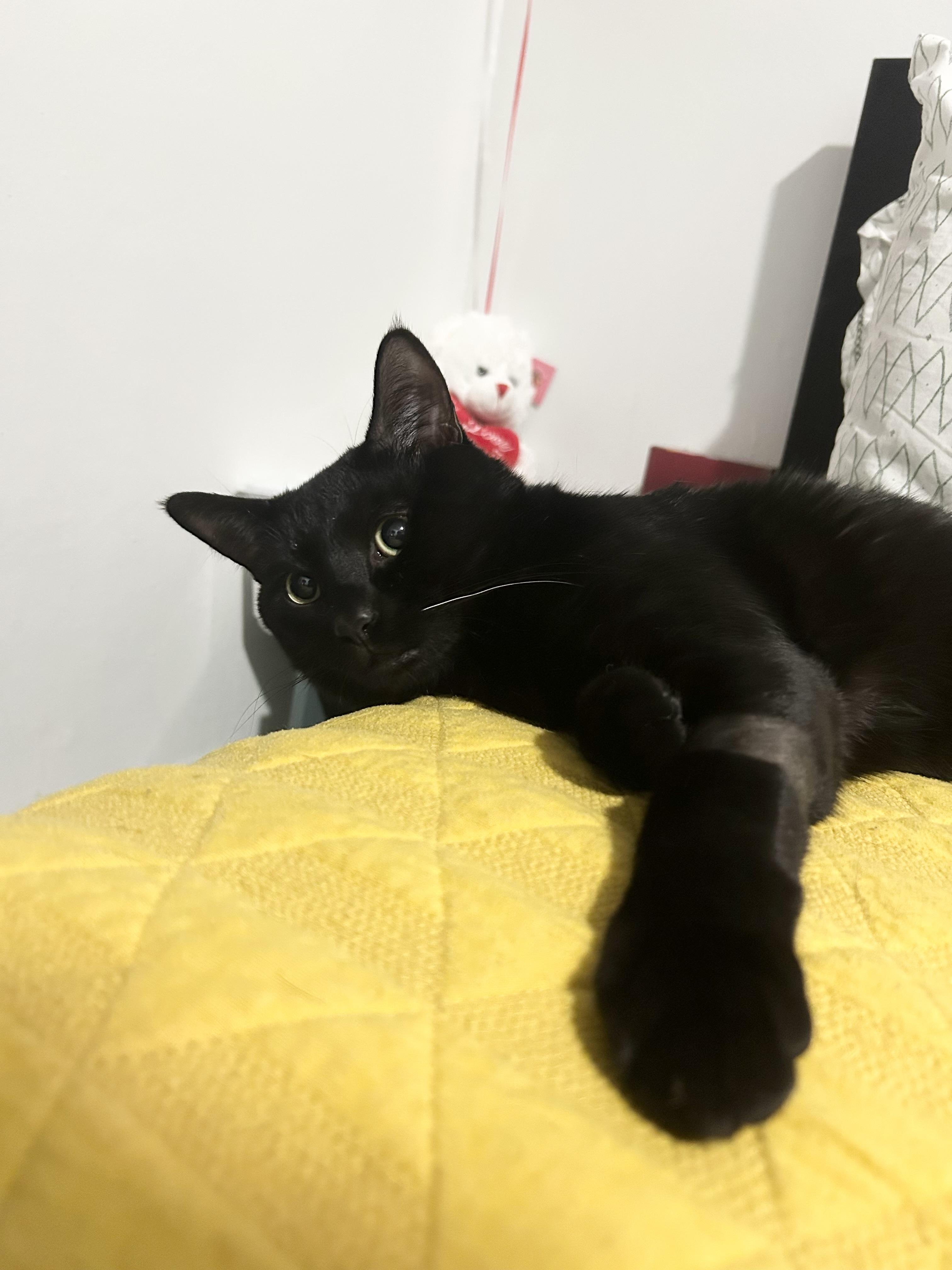 Charlie, a Adoptable Domestic Short Hair in New York, NY image 3/6