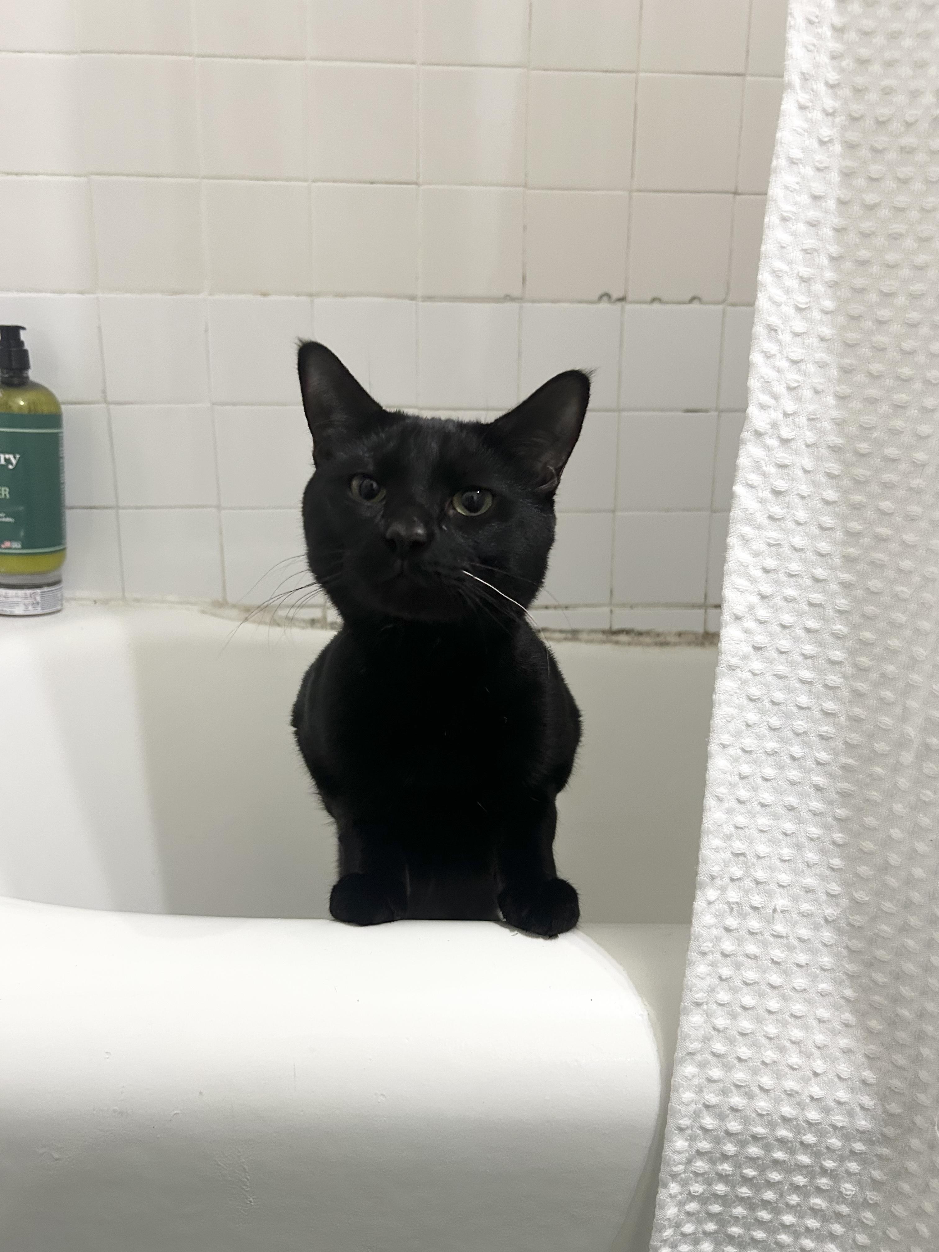 Charlie, a Adoptable Domestic Short Hair in New York, NY image 4/6