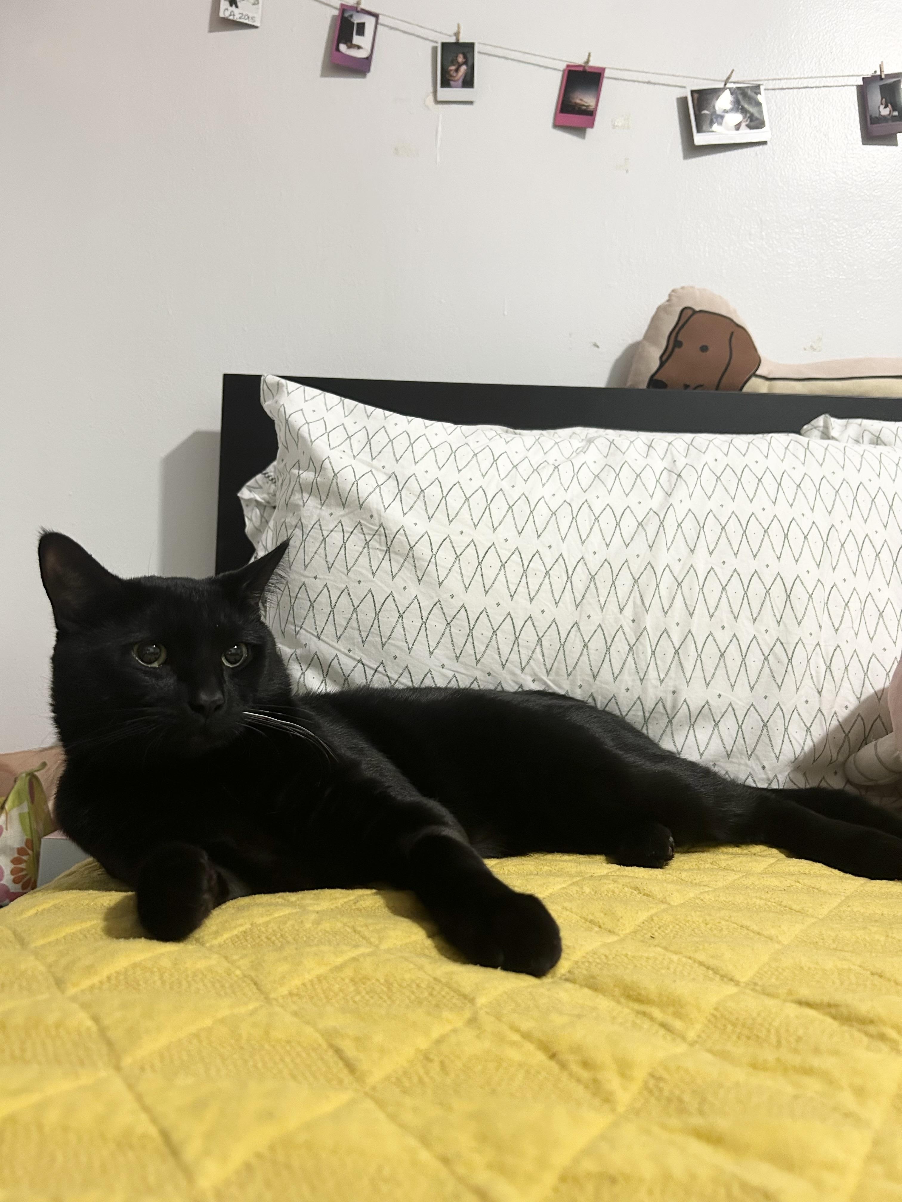 Charlie, a Adoptable Domestic Short Hair in New York, NY image 5/6