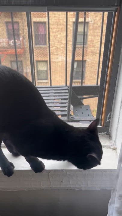 Enlarge Charlie, a Adoptable Domestic Short Hair in New York, NY video 6/6