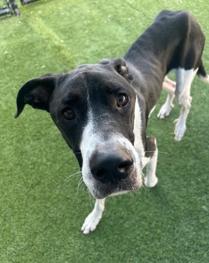 Snoopy, Adoptable, Young Male Great Dane.