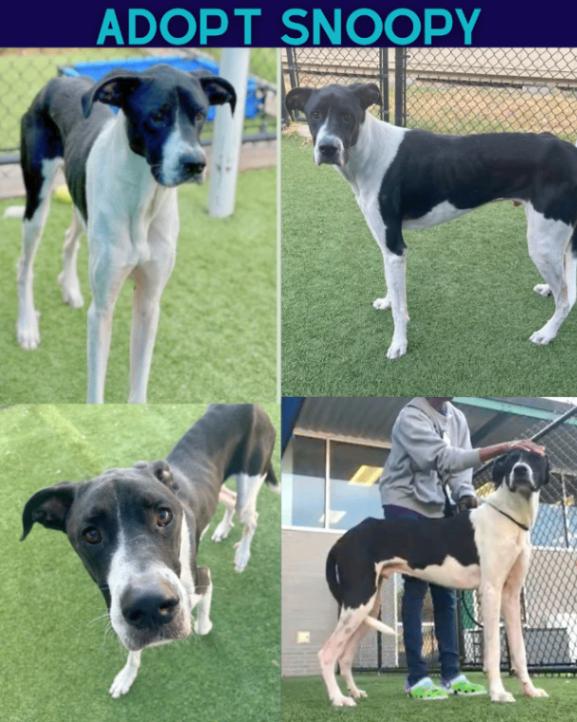 Enlarge Snoopy, a Adoptable Great Dane in Boulder, CO image 2/4