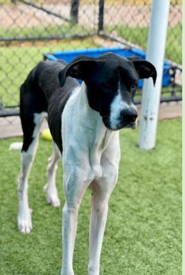 Enlarge Snoopy, a Adoptable Great Dane in Boulder, CO image 3/4