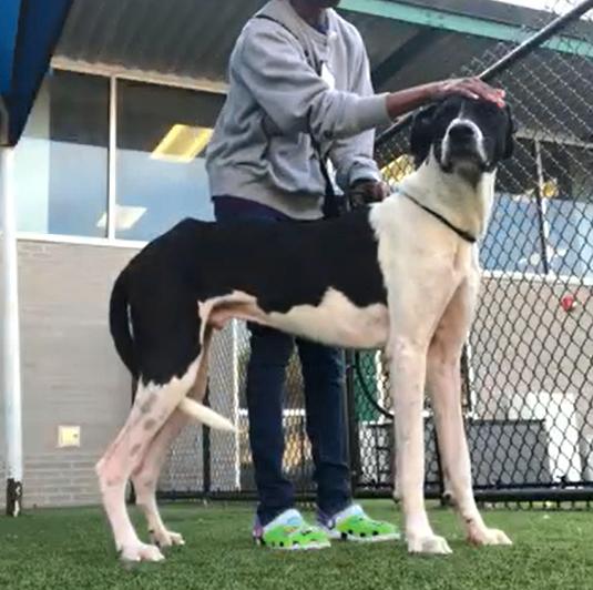 Enlarge Snoopy, a Adoptable Great Dane in Boulder, CO image 4/4