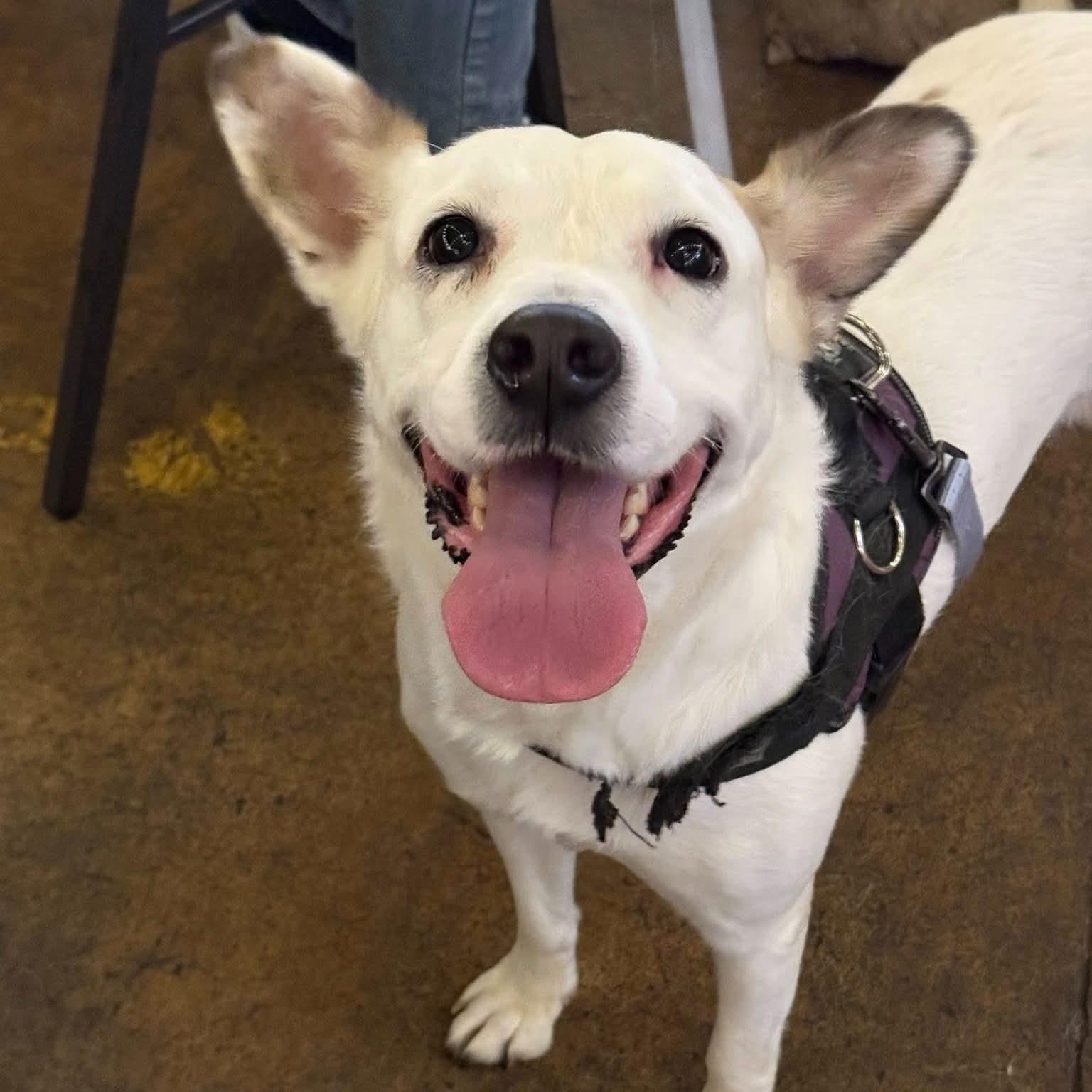 Meredith Grey, a Adoptable mixed breed in Jarrettsville, MD image 5/6