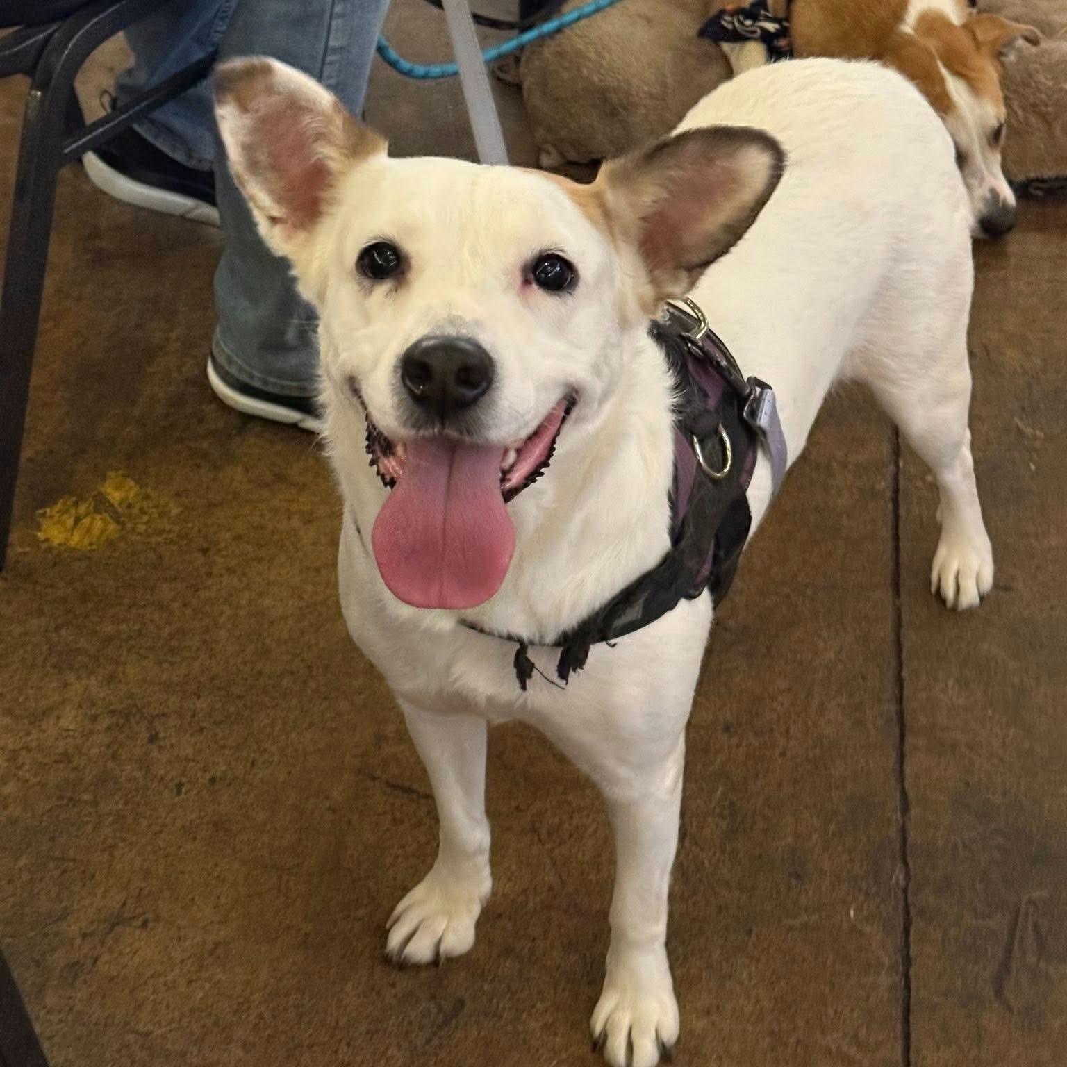 Meredith Grey, Adoptable, Adult Female Australian Cattle Dog / Blue Heeler & Pit Bull Terrier.