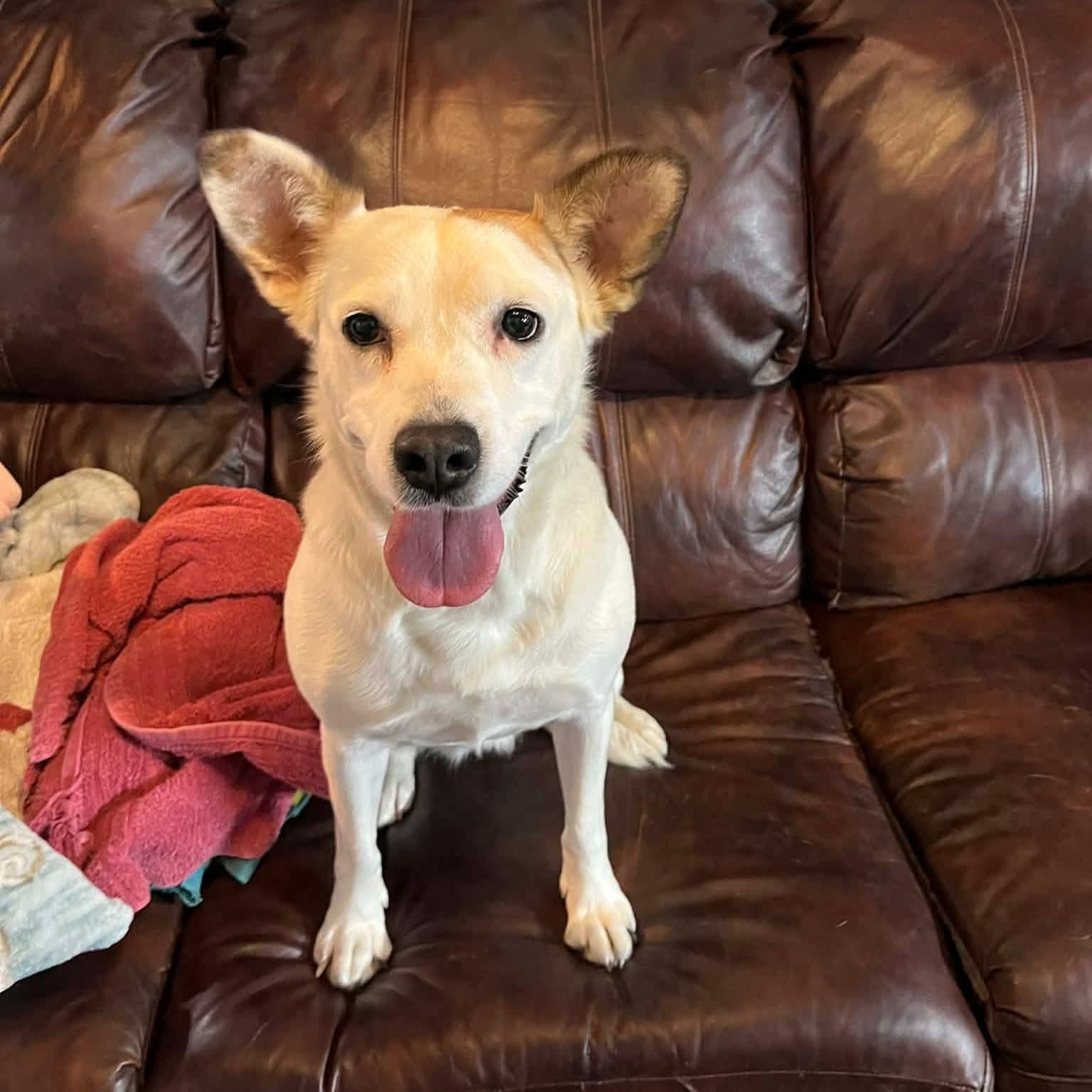 Meredith Grey, a Adoptable mixed breed in Jarrettsville, MD image 6/6