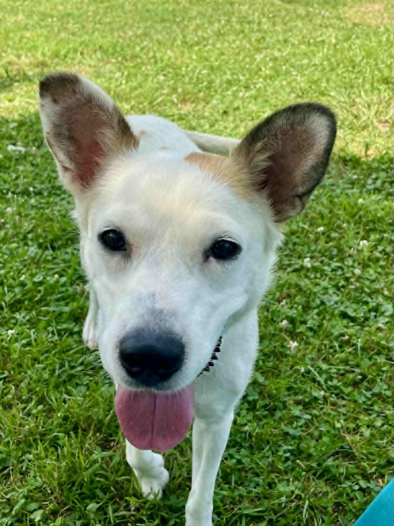 Enlarge Stifflers Mom, a Adoptable mixed breed in Jarrettsville, MD image 1/5