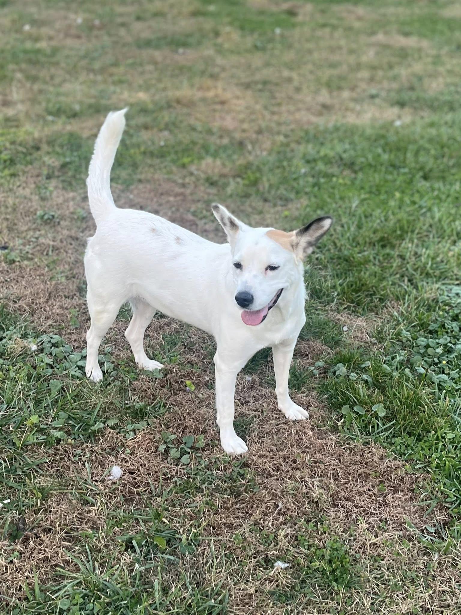 Enlarge Stifflers Mom, a Adoptable mixed breed in Jarrettsville, MD image 2/5