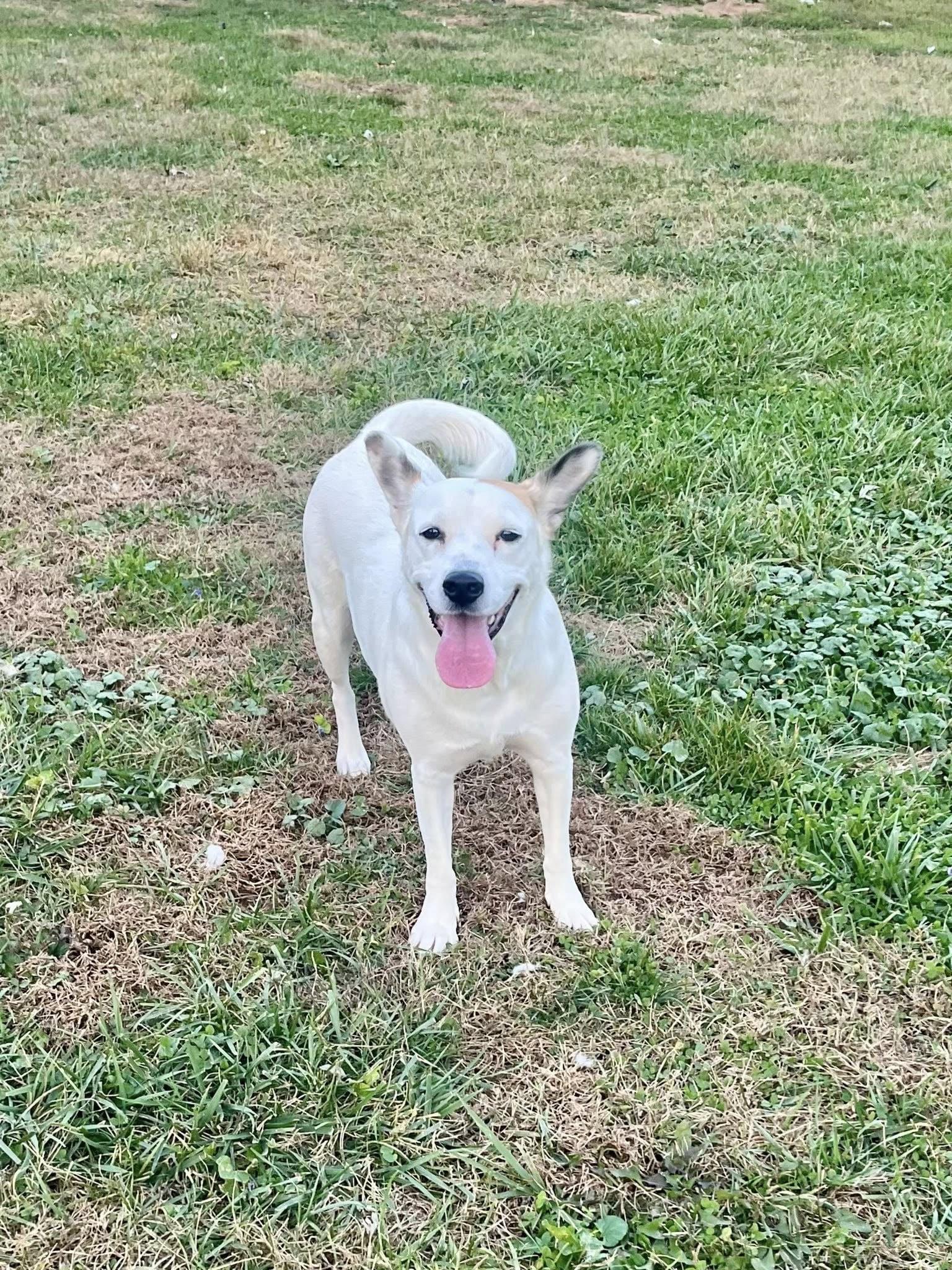 Enlarge Stifflers Mom, a Adoptable mixed breed in Jarrettsville, MD image 4/5