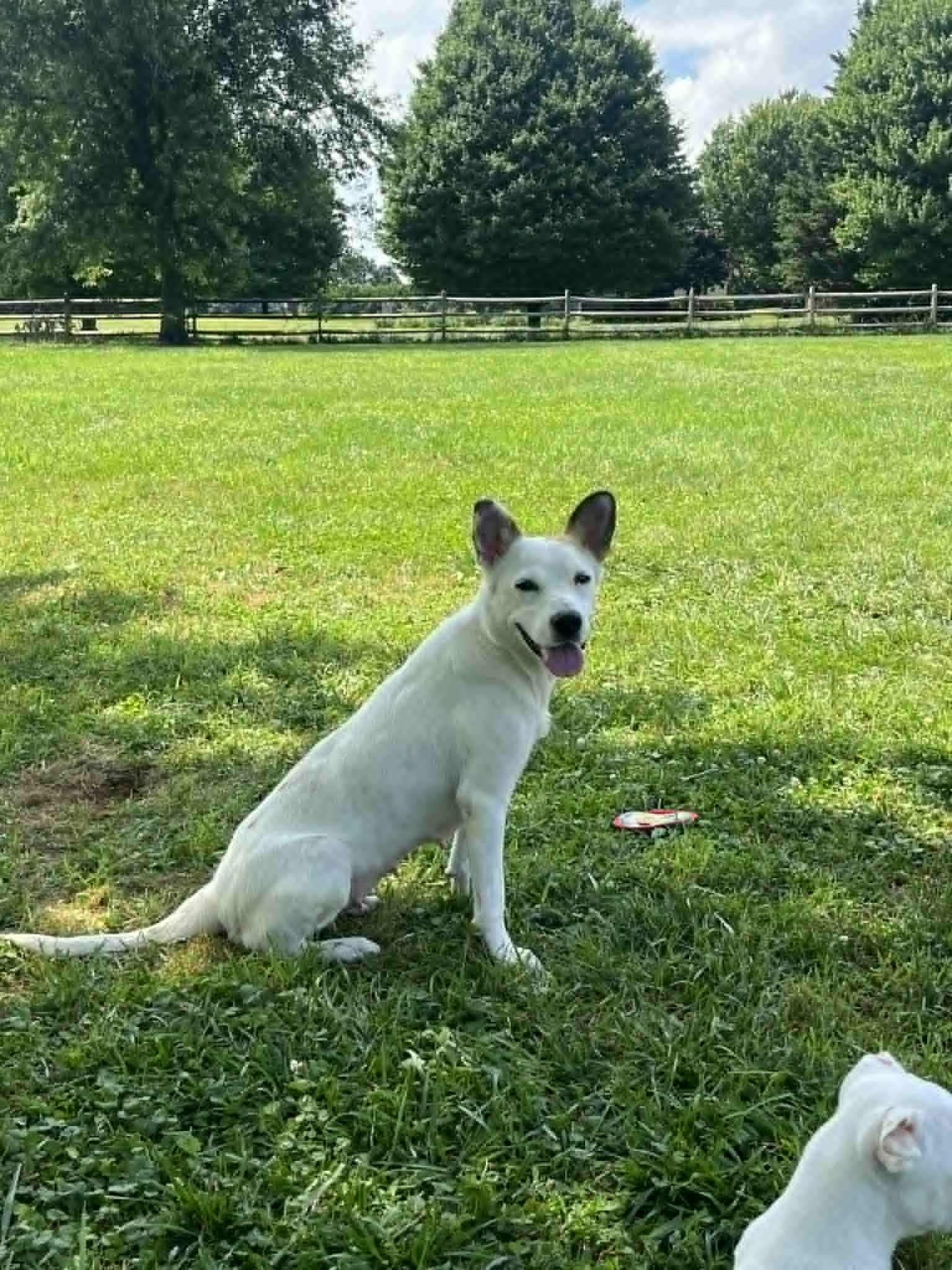 Enlarge Stifflers Mom, a Adoptable mixed breed in Jarrettsville, MD image 5/5