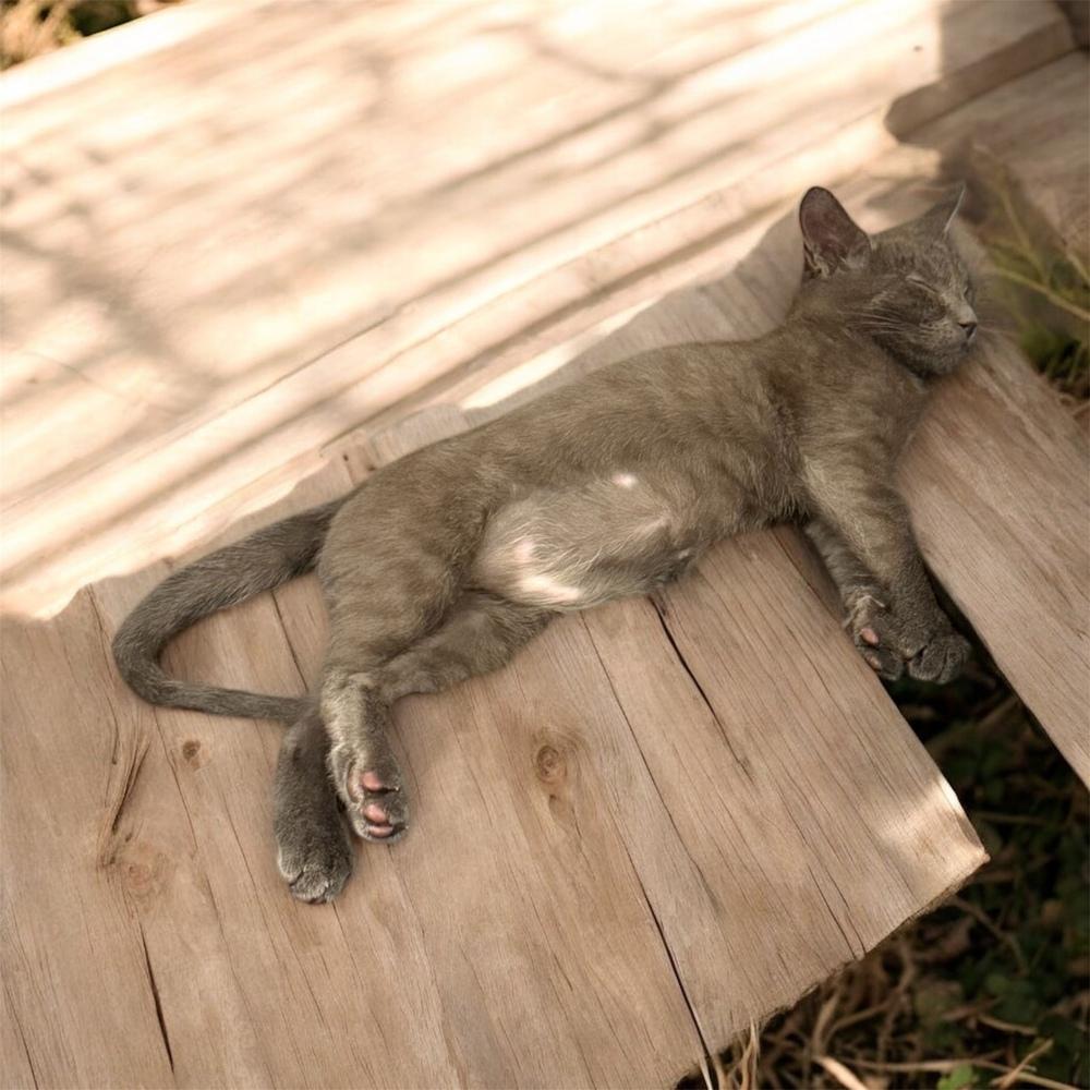 Enlarge Butterball, a Adoptable mixed breed in Bellevue, NE image 1/1