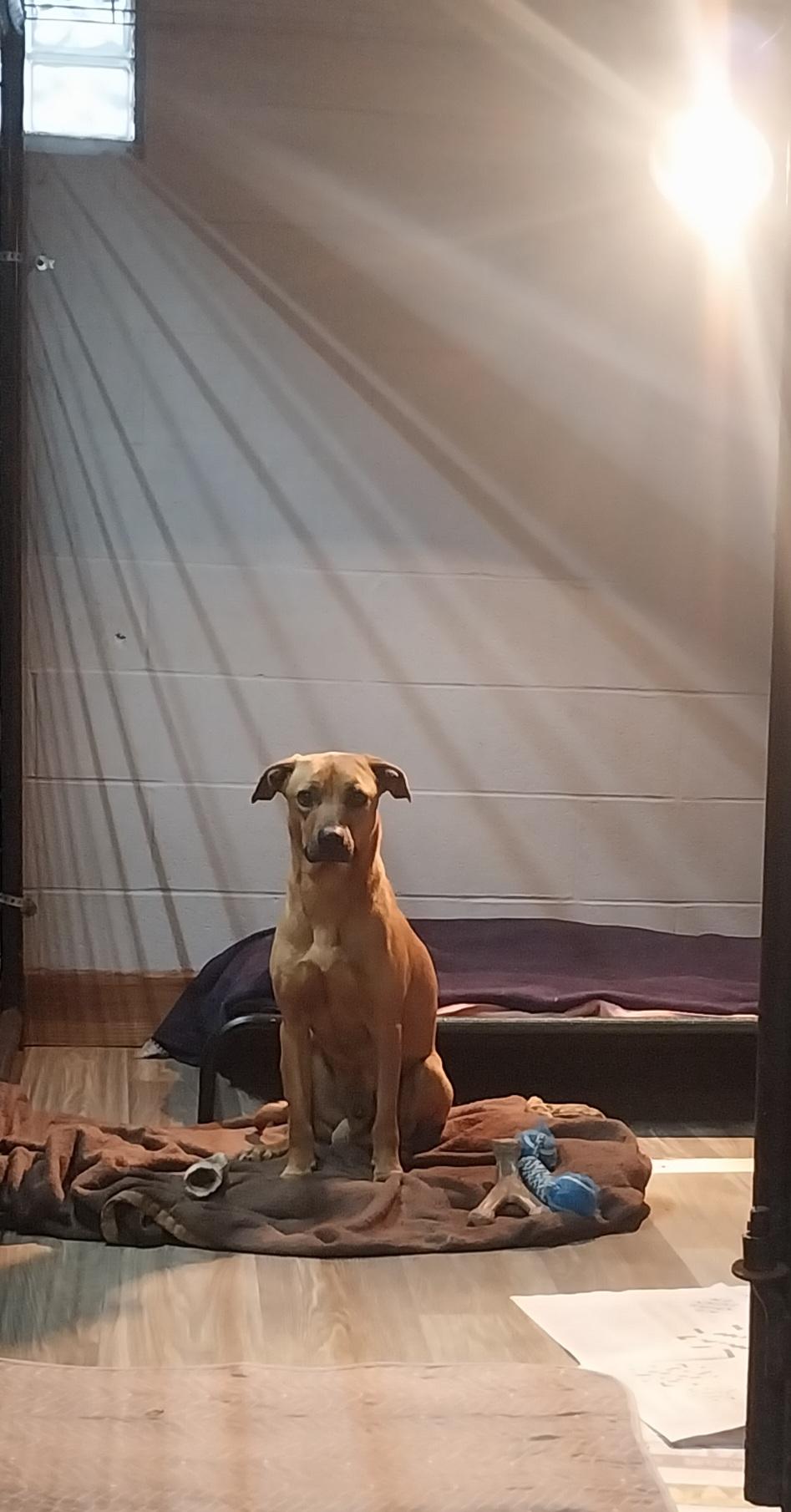 ISAAC, adoptable, Young Male Mixed Breed.