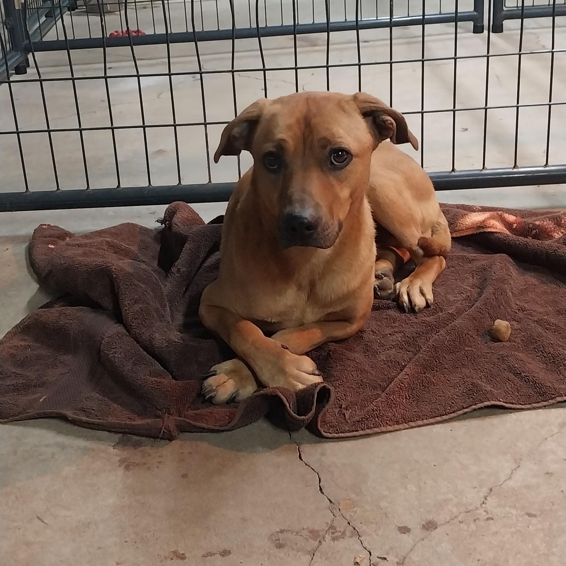 Enlarge ISAAC, an adoptable Mixed Breed in Louisville, OH image 2/4