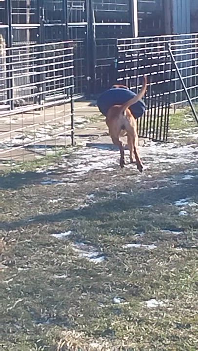 Enlarge ISAAC, an adoptable Mixed Breed in Louisville, OH video 4/4