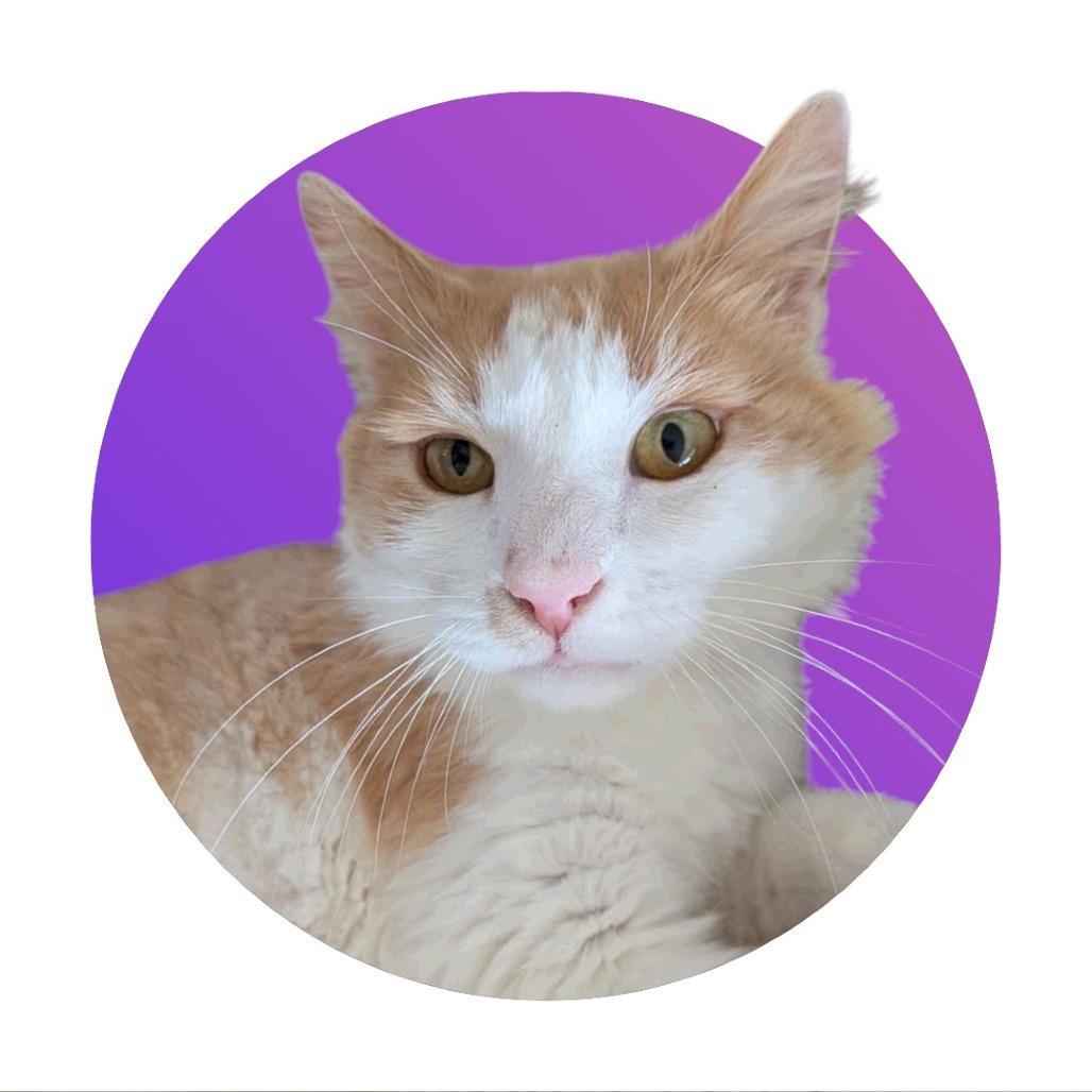 Charlie, a Adoptable Domestic Long Hair in Pacific Grove, CA image 1/5
