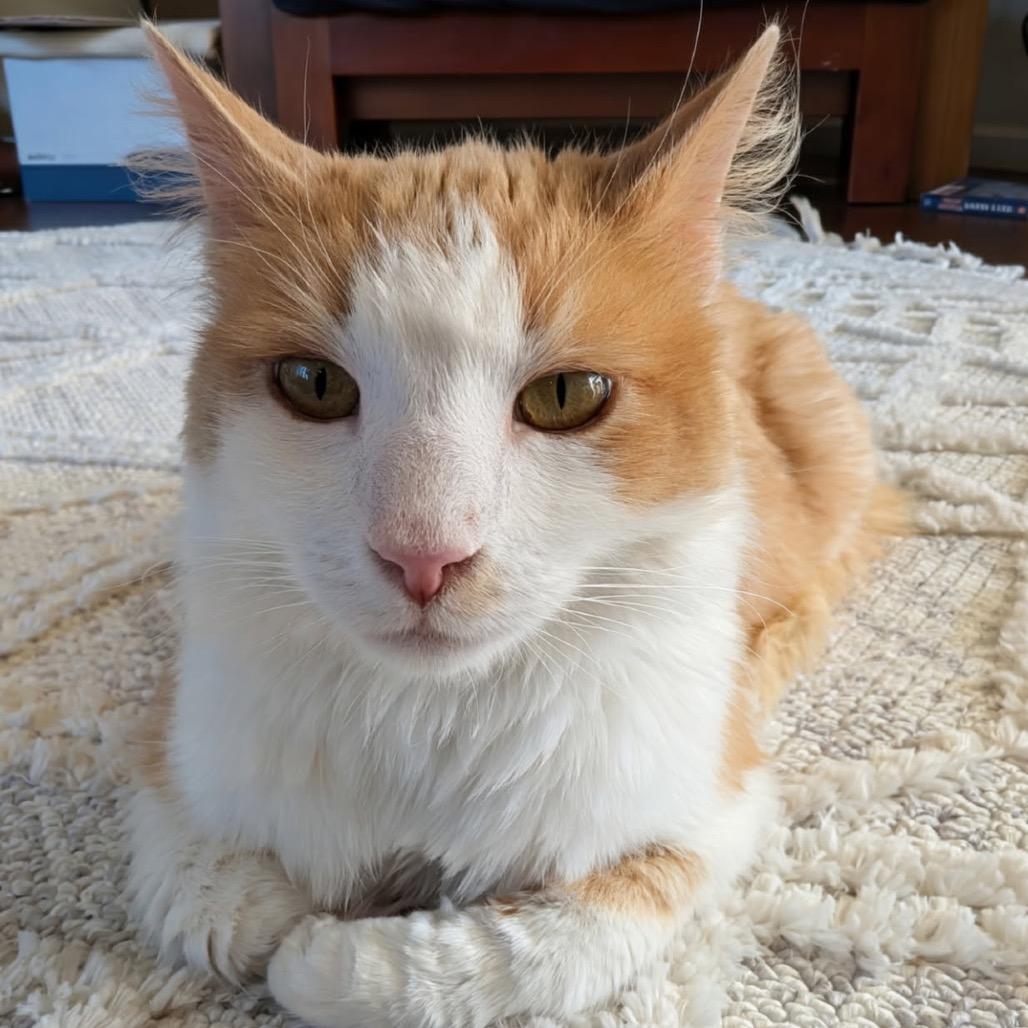 Charlie, a Adoptable Domestic Long Hair in Pacific Grove, CA image 2/5