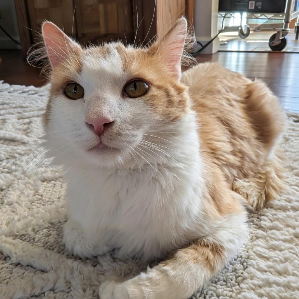 Charlie, a Adoptable Domestic Long Hair in Pacific Grove, CA image 3/5