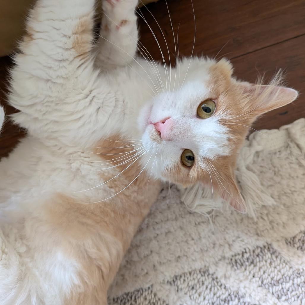 Charlie, a Adoptable Domestic Long Hair in Pacific Grove, CA image 4/5