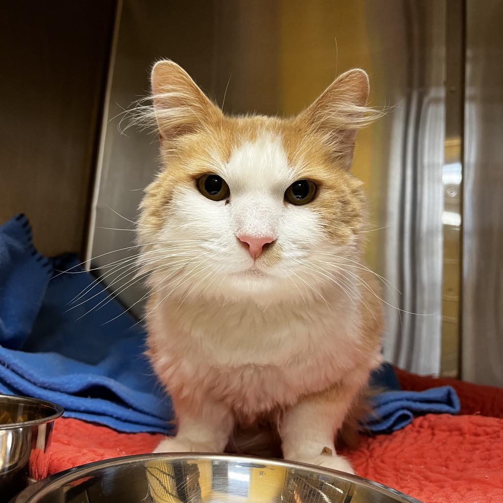 Charlie, a Adoptable Domestic Long Hair in Pacific Grove, CA image 5/5
