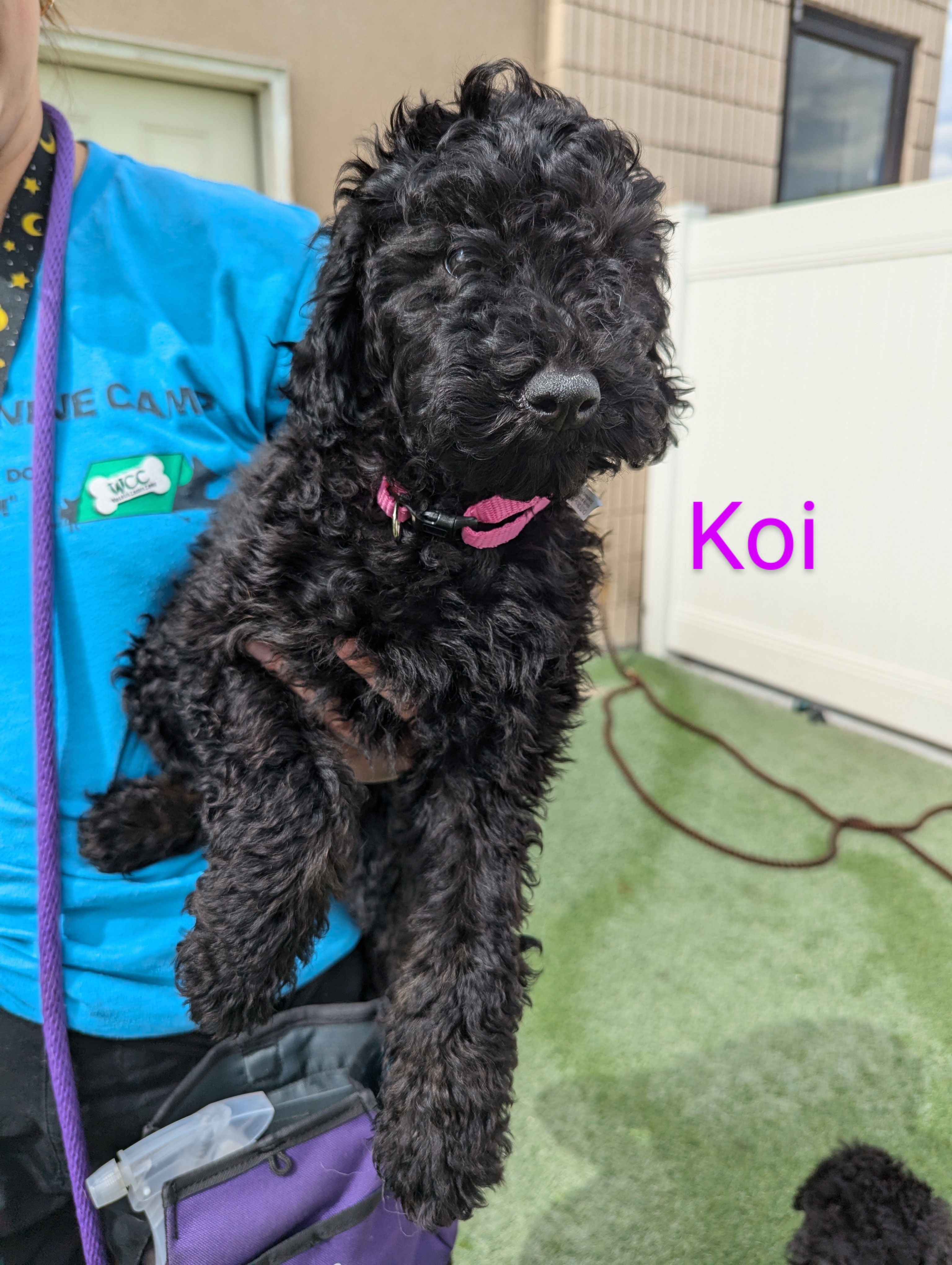 Koi, Adopted, Puppy Female Goldendoodle.