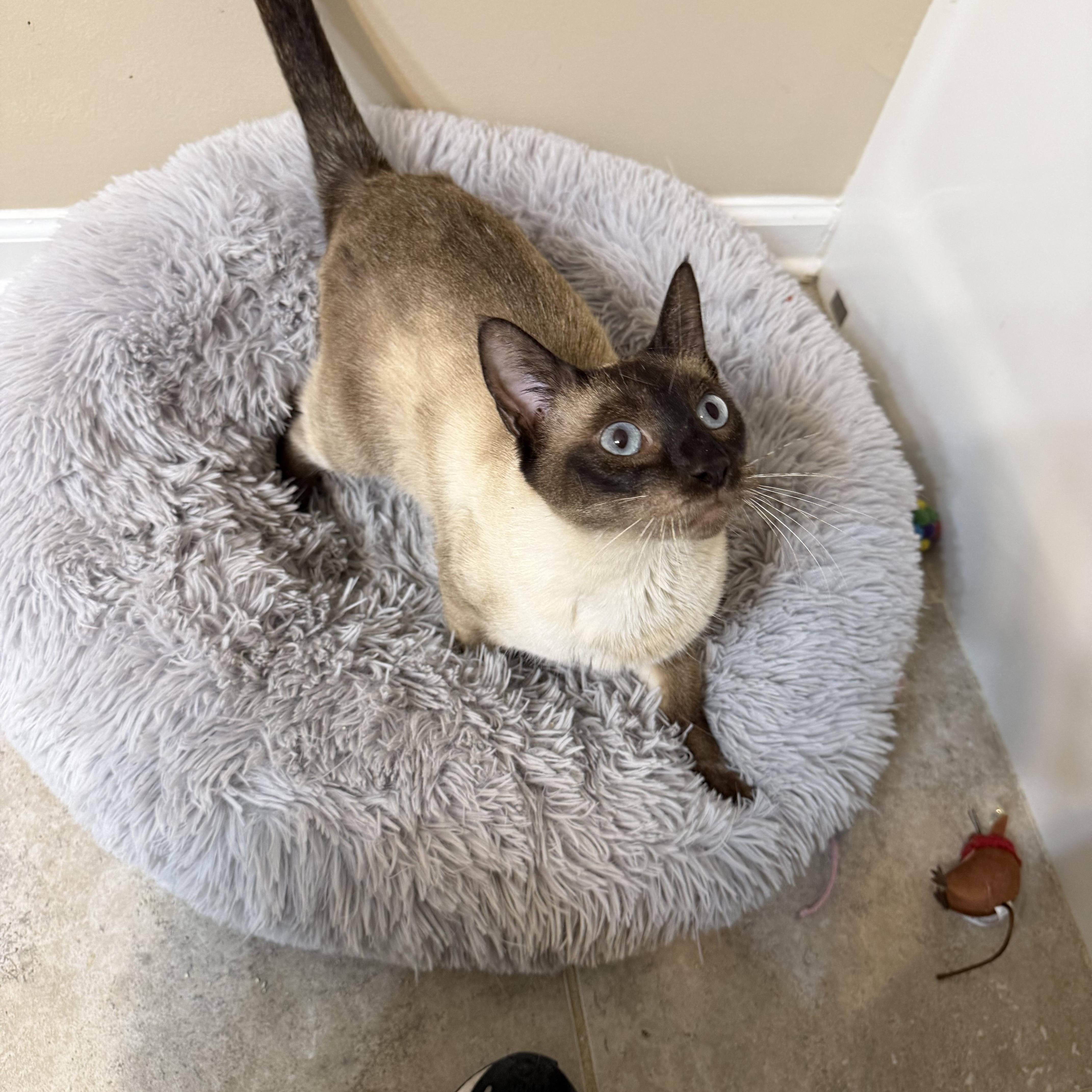 Enlarge Jezebel, a Adoptable Siamese in Woodstock, GA image 2/2