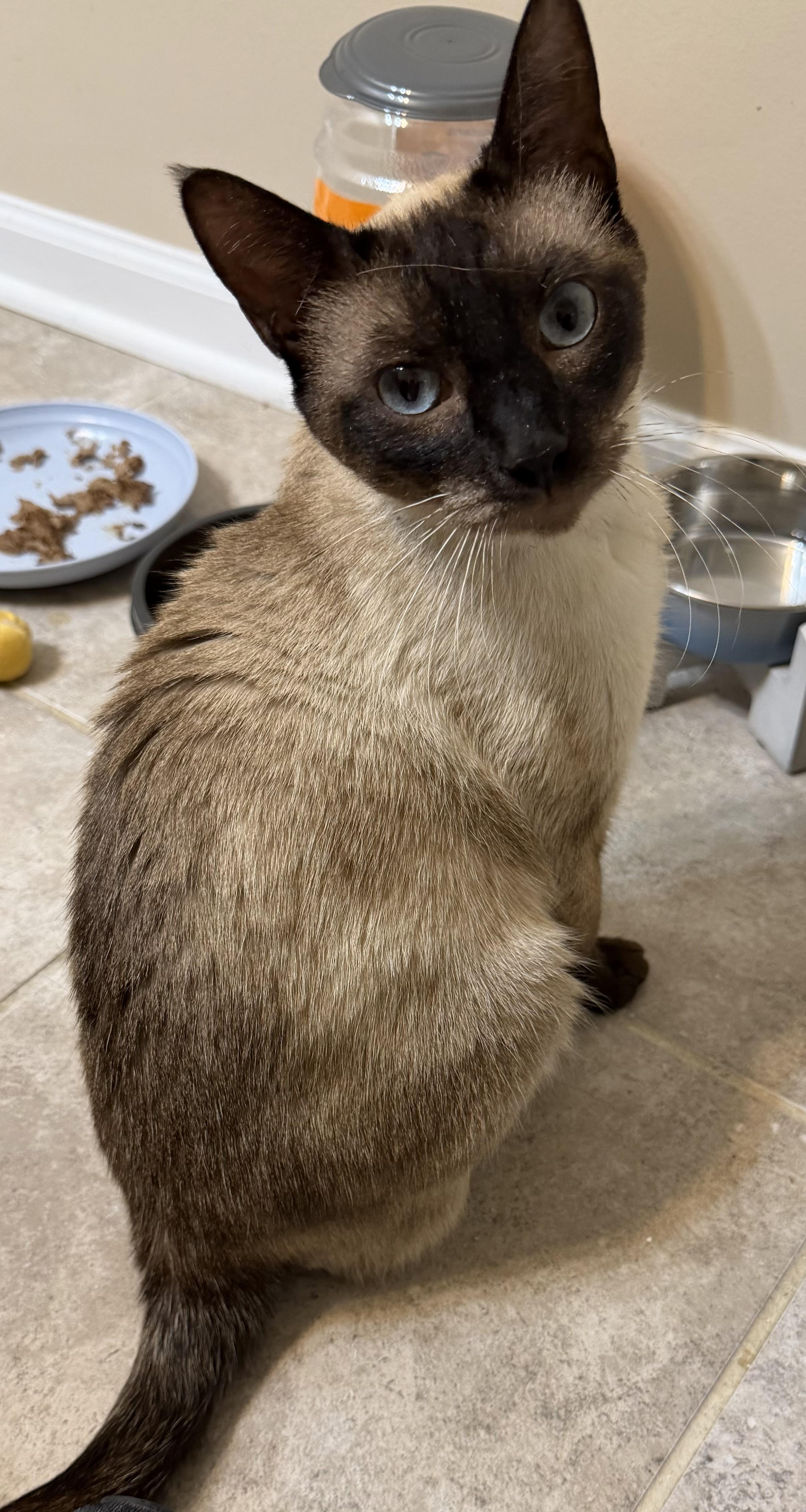Enlarge Jezebel, a Adoptable Siamese in Woodstock, GA image 1/2