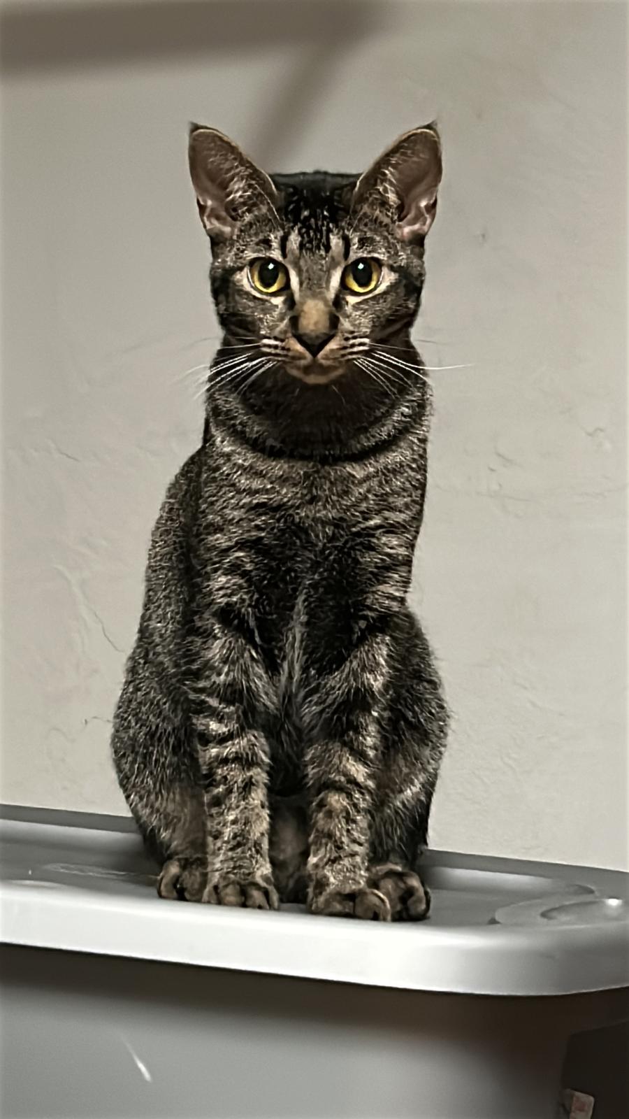 Priam, an adoptable Tabby in Miami, FL image 4/6
