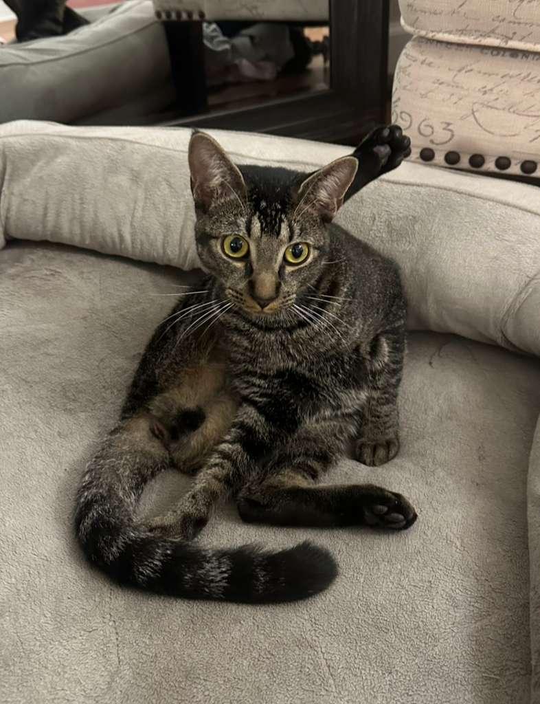 Priam, an adoptable Tabby in Miami, FL image 2/6