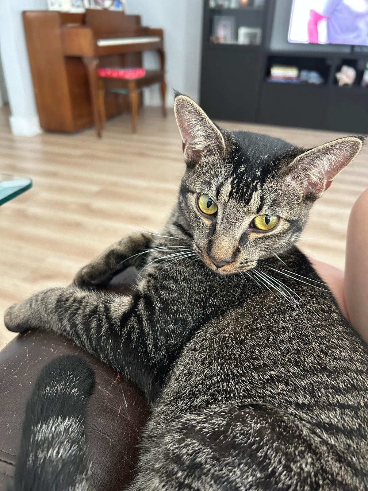 Priam, an adoptable Tabby in Miami, FL image 6/6